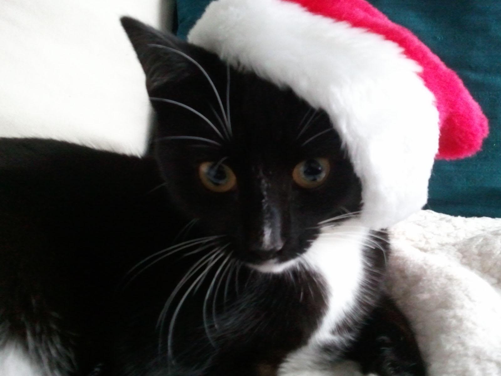 1600x1200 Black Cat Christmas Wallpaper