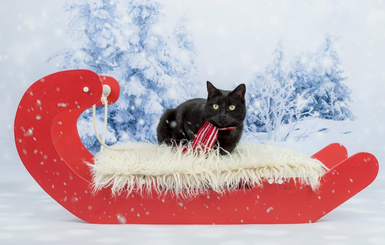 christmas black cat wallpaper