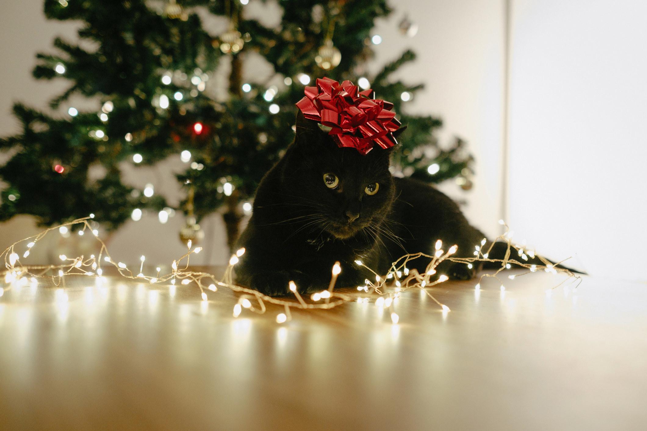 Black Cat Christmas Wallpapers Top Free Black Cat Christmas