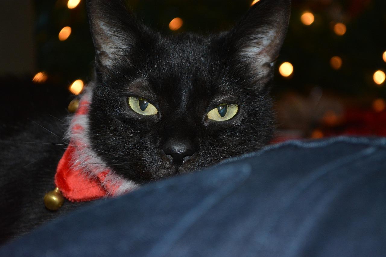 1280x853 Black cat, cat, christmas, collar, feline