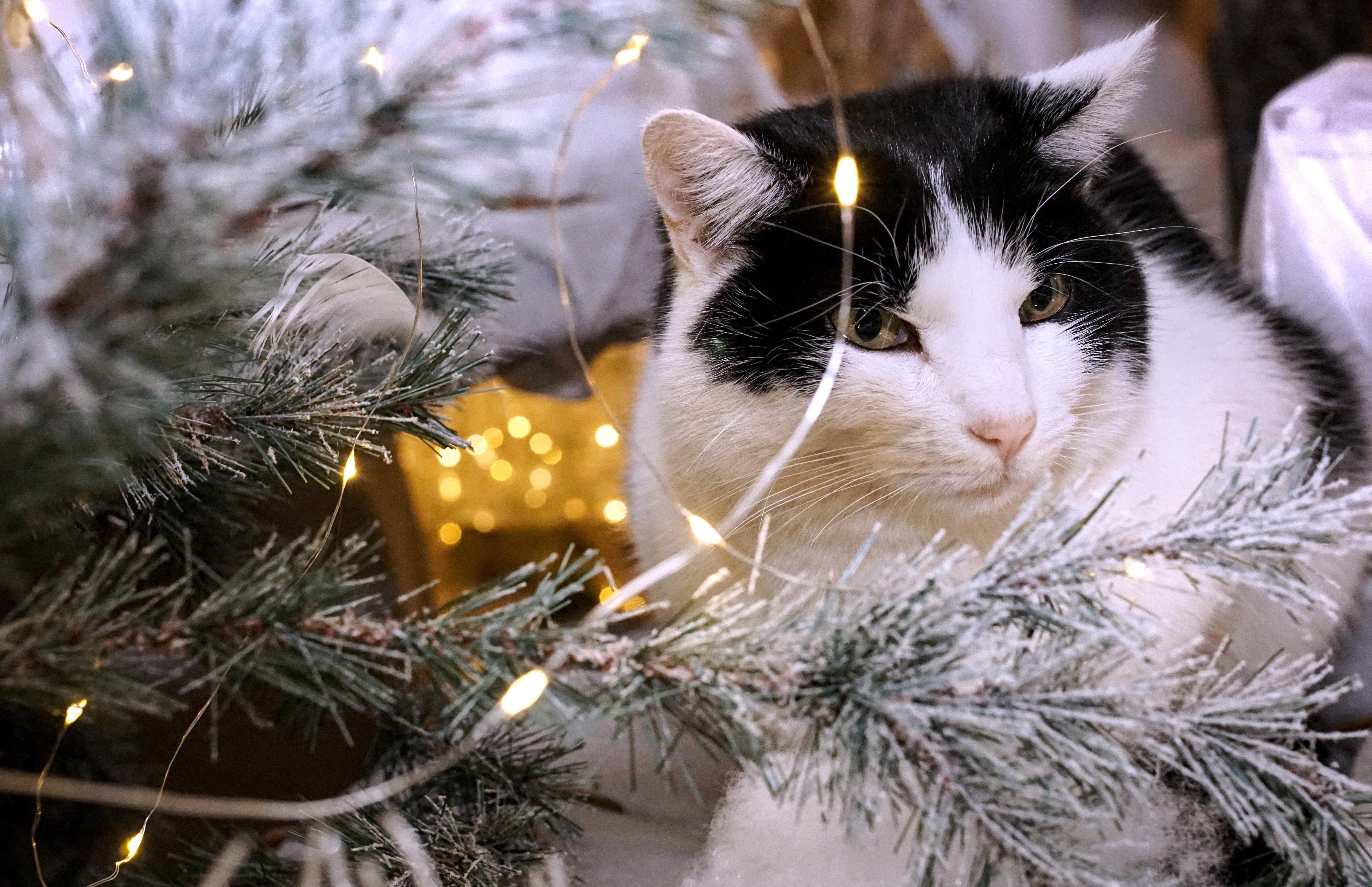 6000x3880 Christmas Cat Photo, Download Free Christmas Cat & HD Image