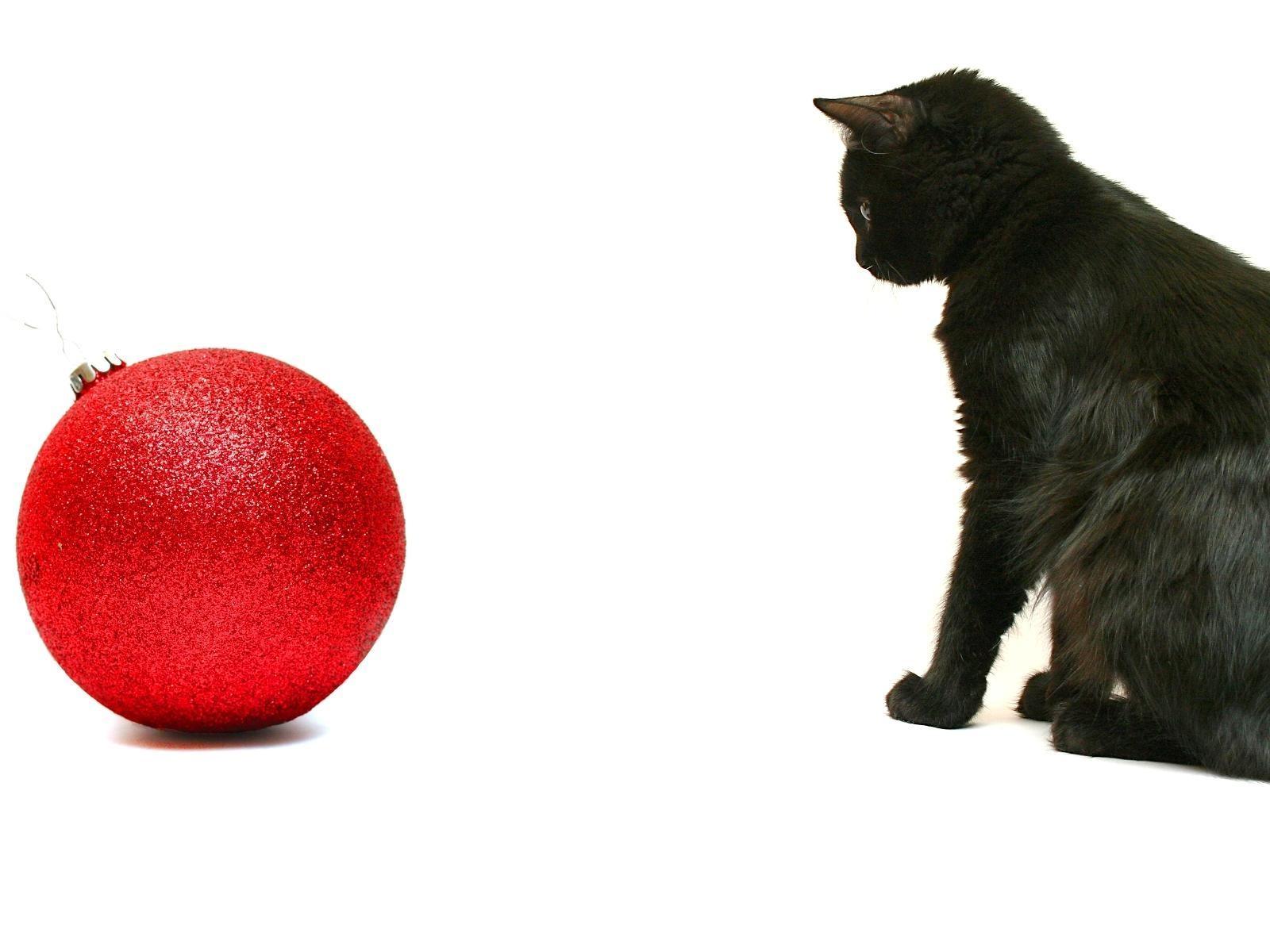 1600x1200 Free download Background White wallpaper black adult cat looking christmas ball [1600x1200] for your Desktop, Mobile & Tablet. Explore Black Cat Christmas Wallpaper. Free Cat Wallpaper For Desktop, Kitten