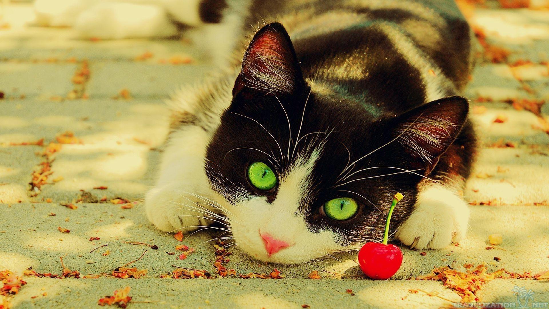 1920x1080 2560Ã—1920. Black Cat Wants Golden Fish Wallpaper. Cats, Cute cat wallpaper, Cat wallpaper