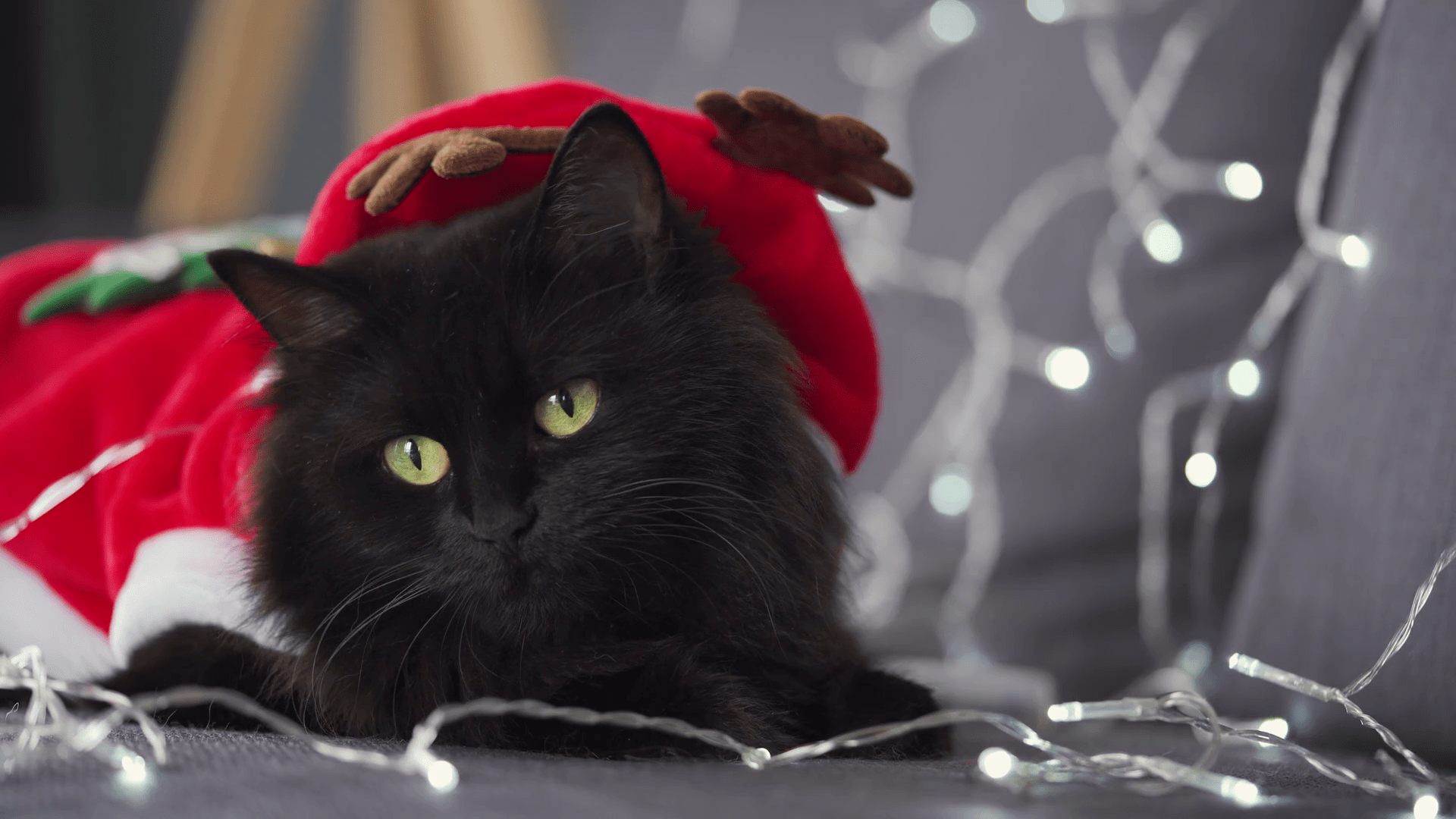1920x1080 Close Up Portrait Of A Black Fluffy Cat With Green Eyes Dressed As Santa Claus Lies On A Background Of Christmas Garland. Christmas Symbol Stock Video Footage 00:21 SBV 337931529