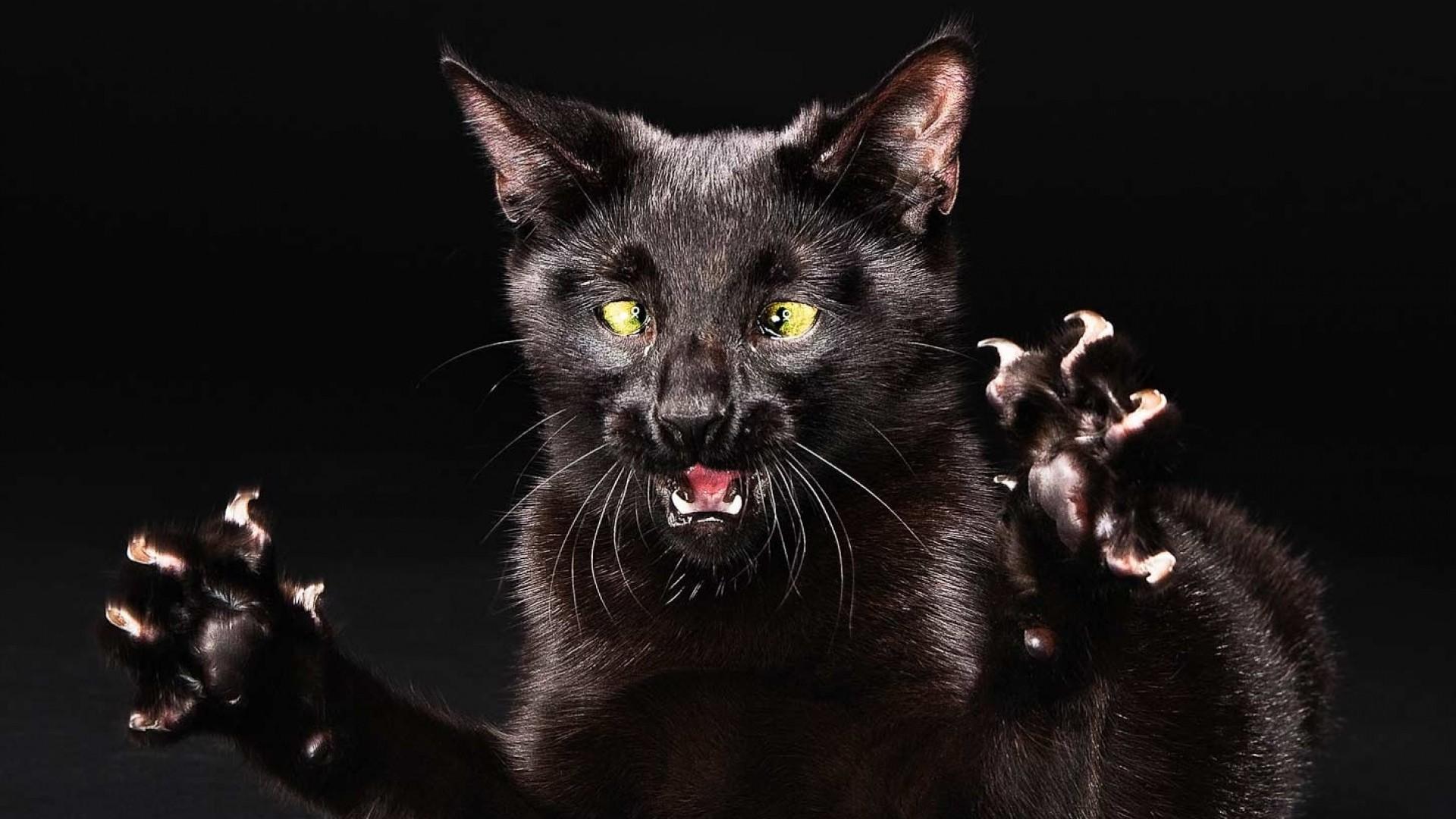 1920x1080 Funny Cat Christmas Wallpaper