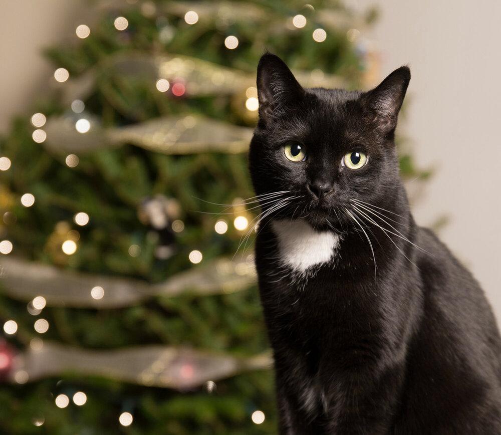 Black Cat Christmas Wallpapers - Top Free Black Cat Christmas ...