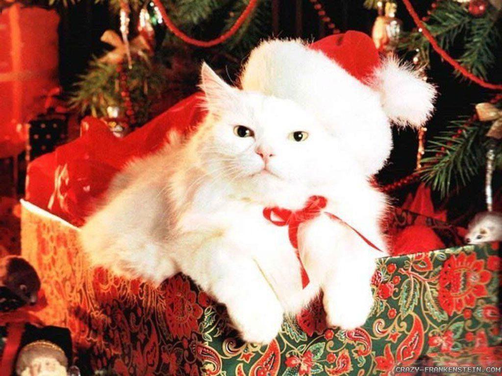 1024x768 Cats Happy Christmas Wallpaper