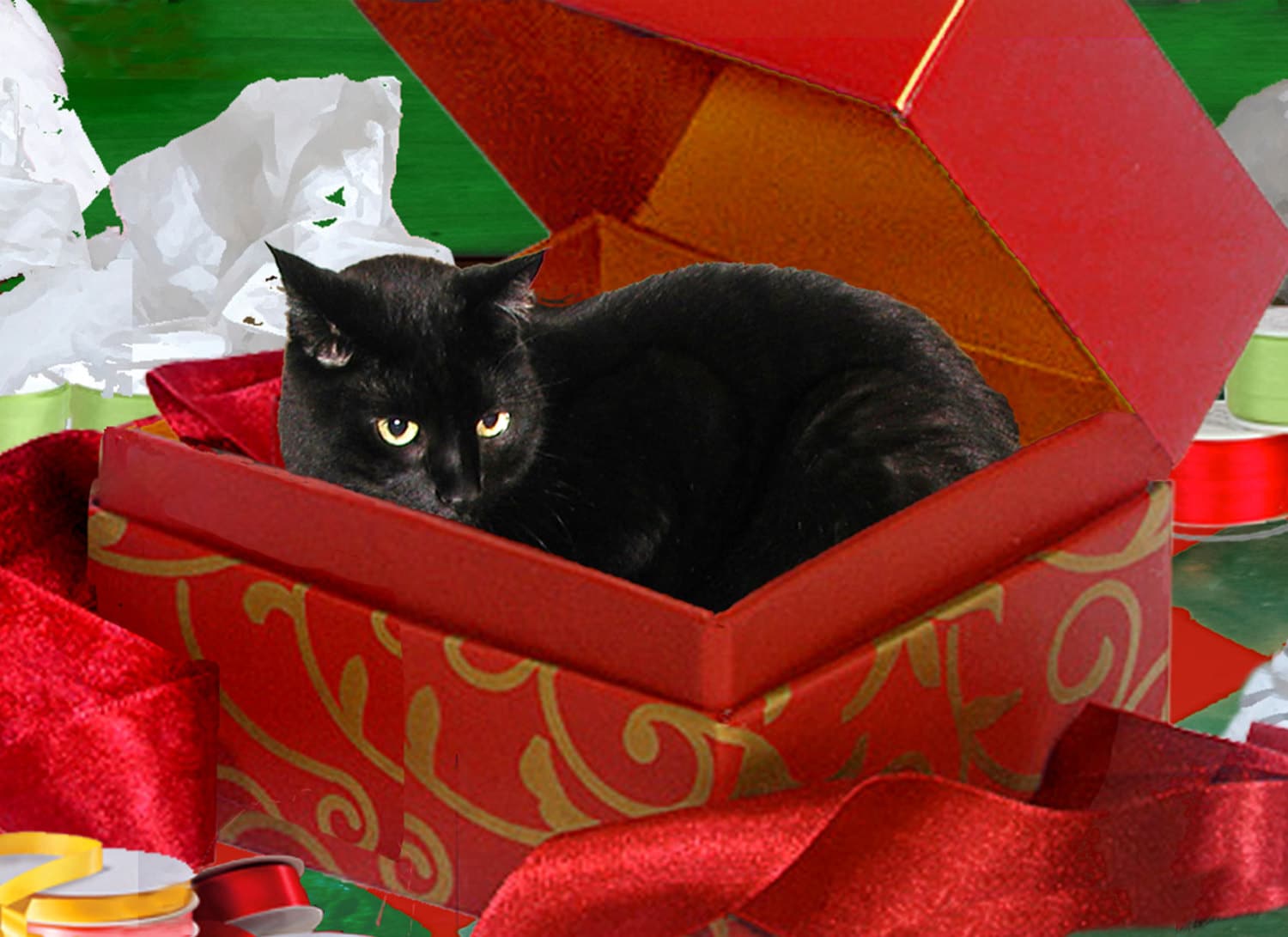 1500x1091 Set of 5 Handmade Christmas Cards Black Cat in a Box Holiday