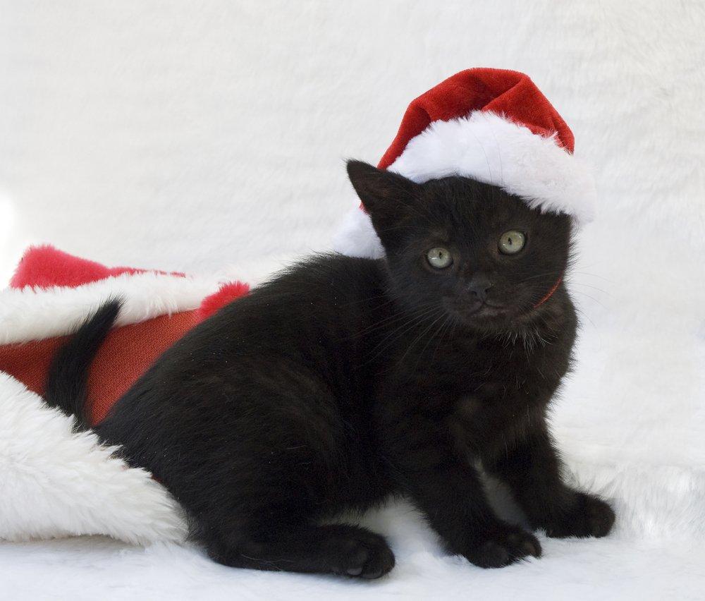 1000x852 Cute Cats Posing For Their Christmas Cards [PICTURES]