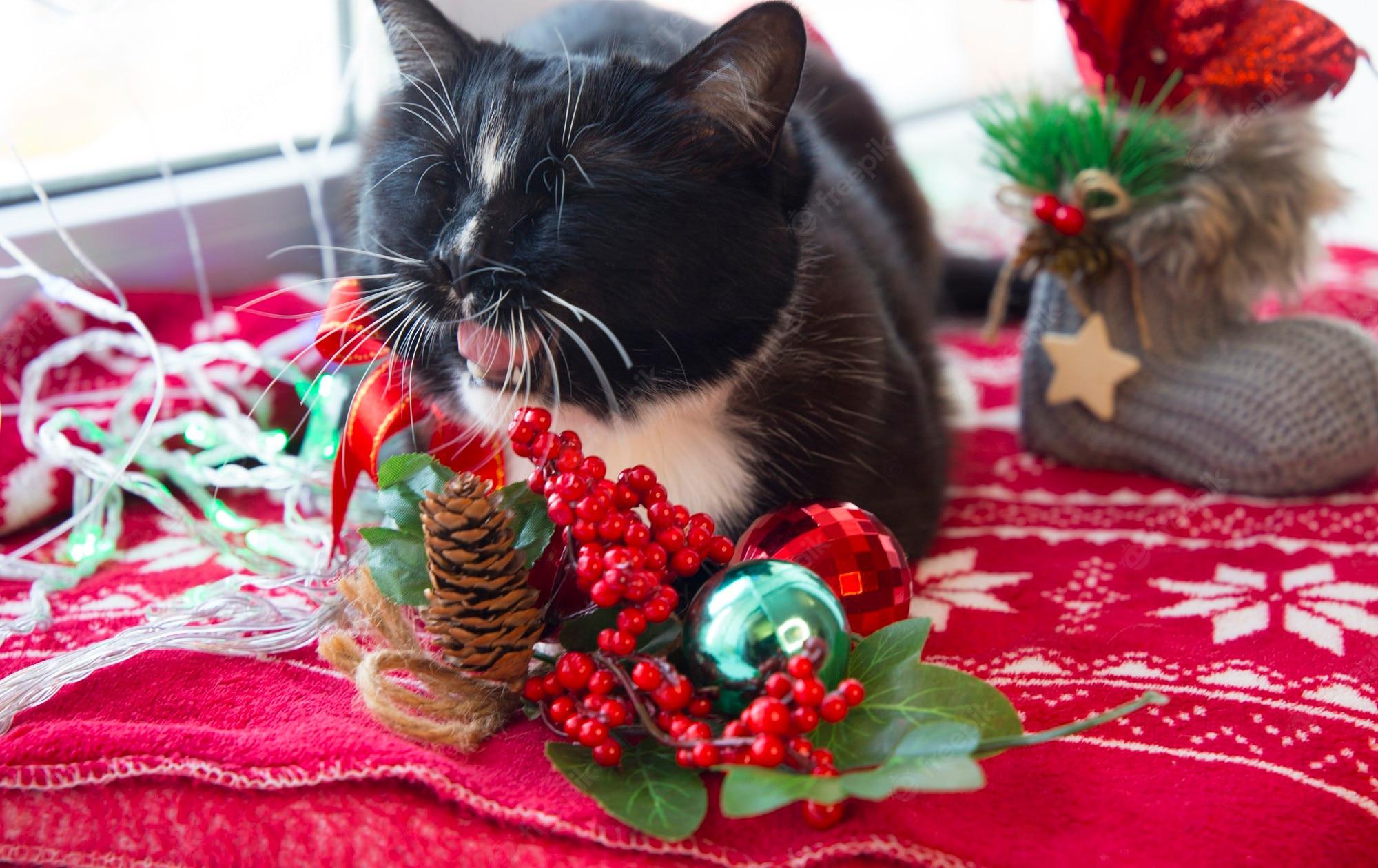 2000x1260 Premium Photo. Black cat yawns sitting in the christmas interior