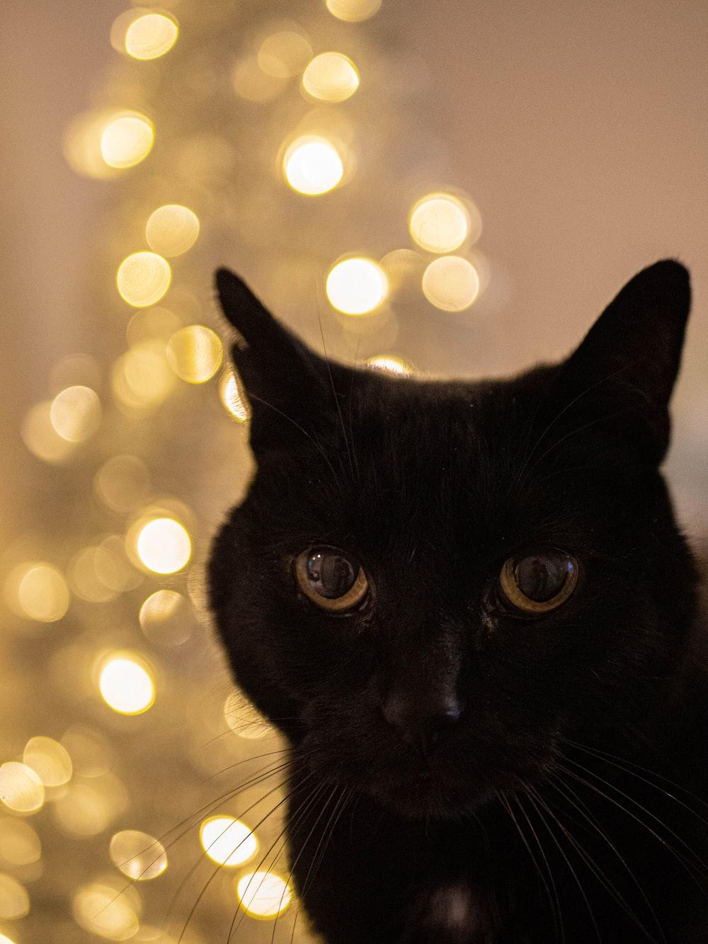 Black Cat Christmas Wallpapers Top Free Black Cat Christmas