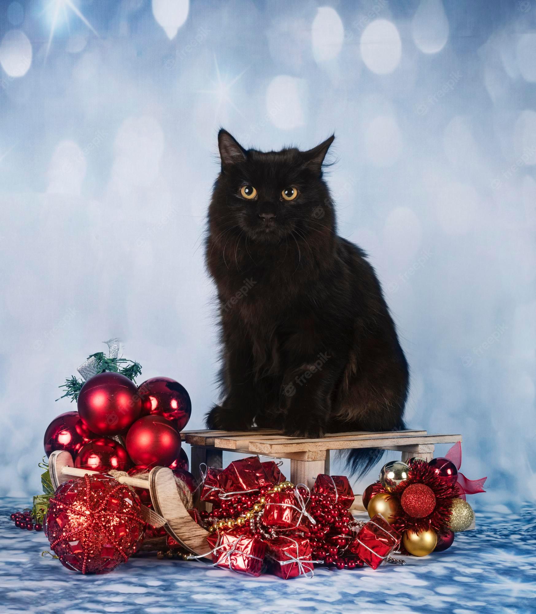 Black Cat Christmas Wallpapers Top Free Black Cat Christmas