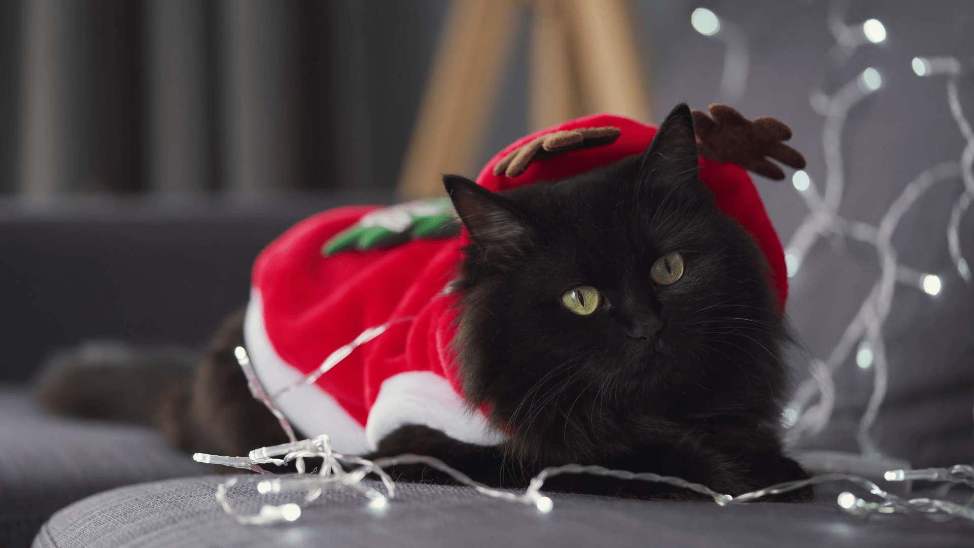 1920x1080 Close Up Portrait Of A Black Fluffy Cat Dressed As Santa Claus Lies On A Background Of Christmas Garland. Christmas Symbol Stock Video Footage 00:25 SBV 337939531