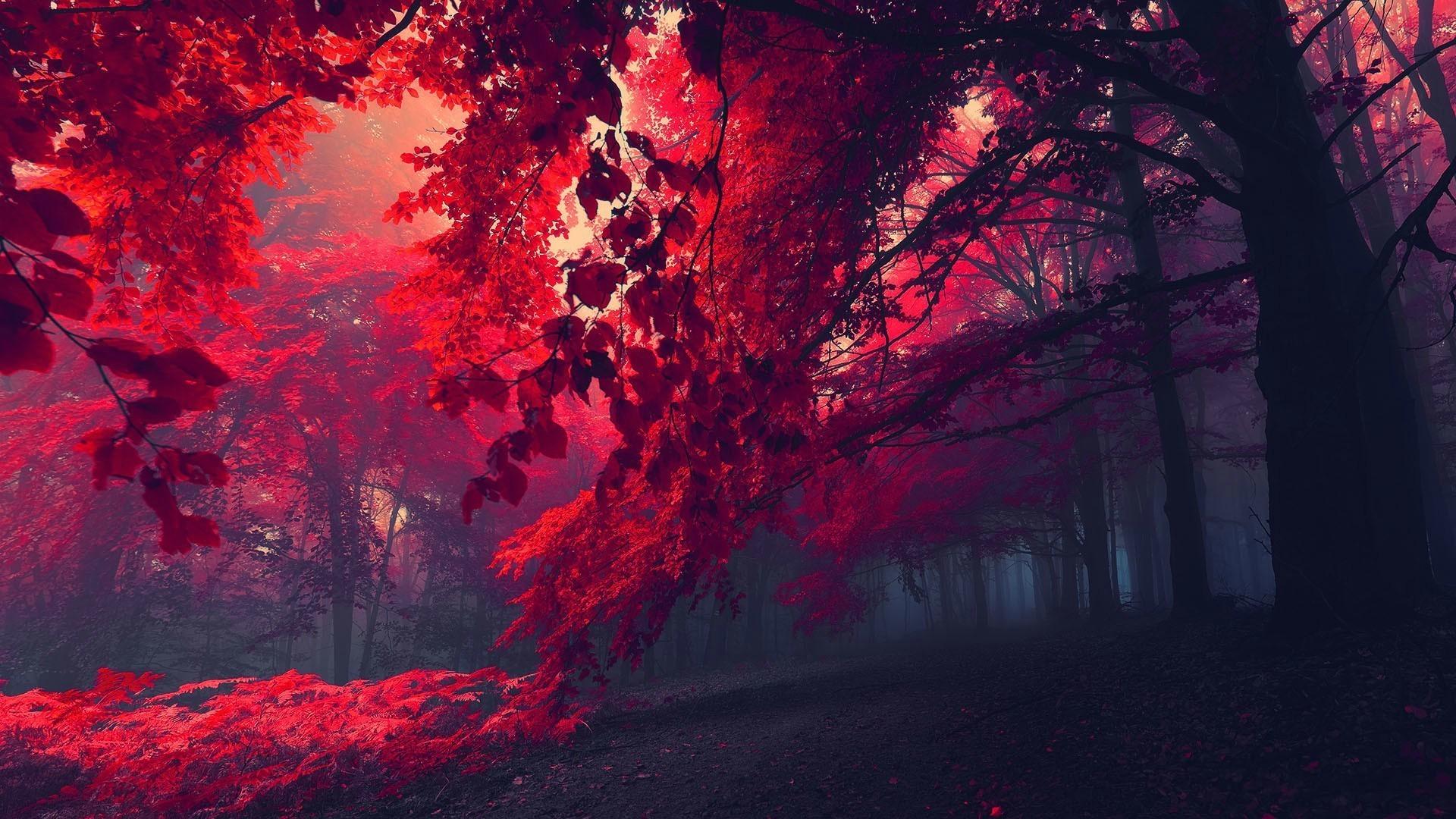 1920x1080 Red Nature Wallpaper