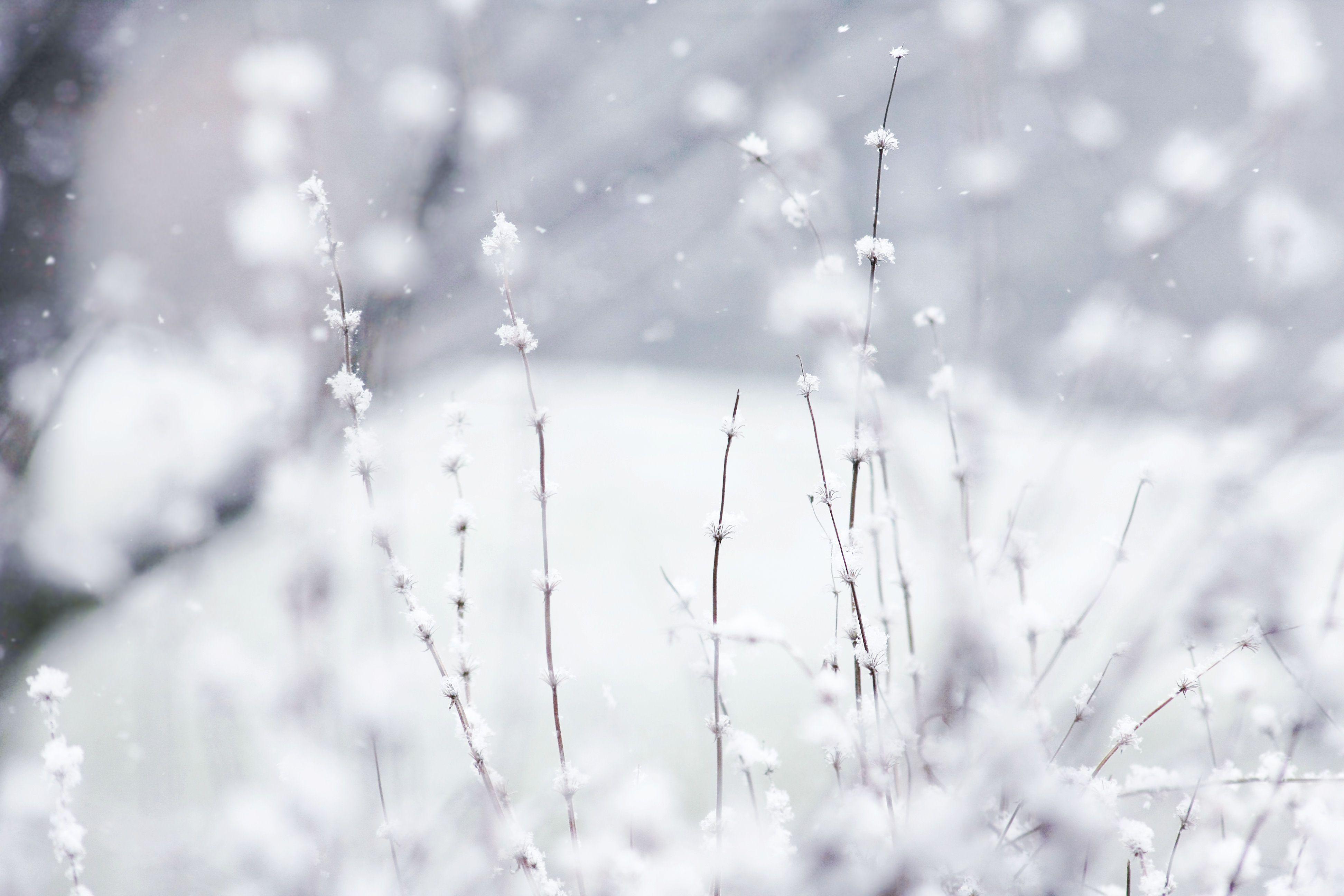 3888x2592 Basic Winter Wallpaper