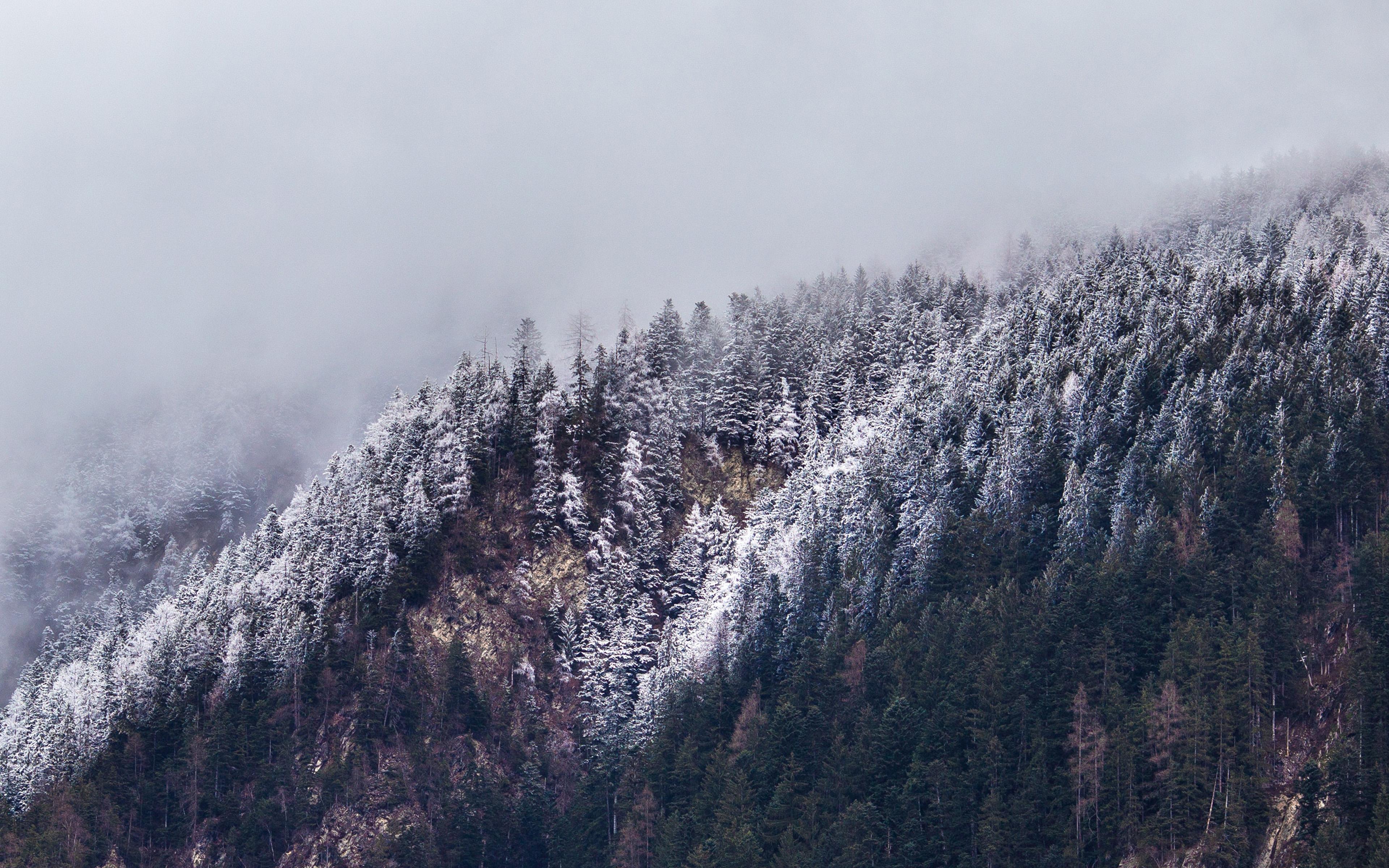 3840x2400 Cold Mountain Winter Tree White Snow Nature Wallpaper