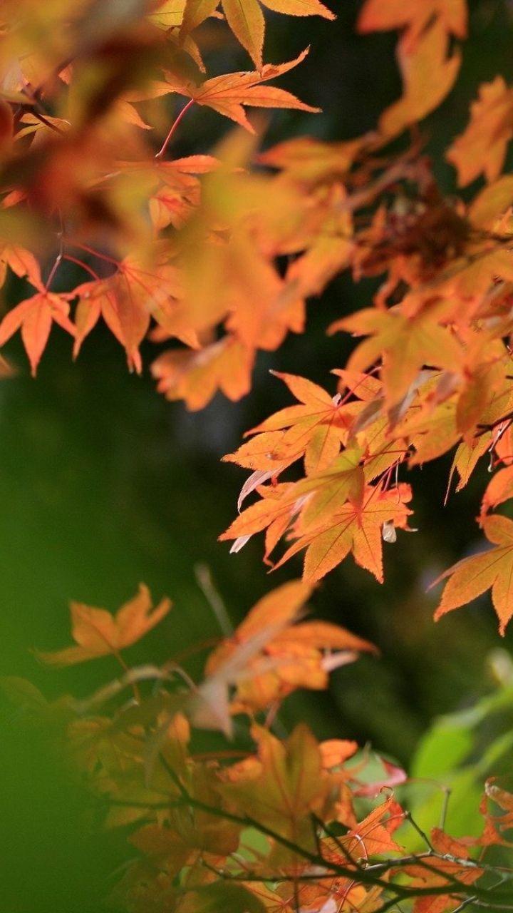 720x1280 Autumn Wallpaper Blur. mywallpaper site. Bokeh wallpaper, Blur background photography, Blur photography