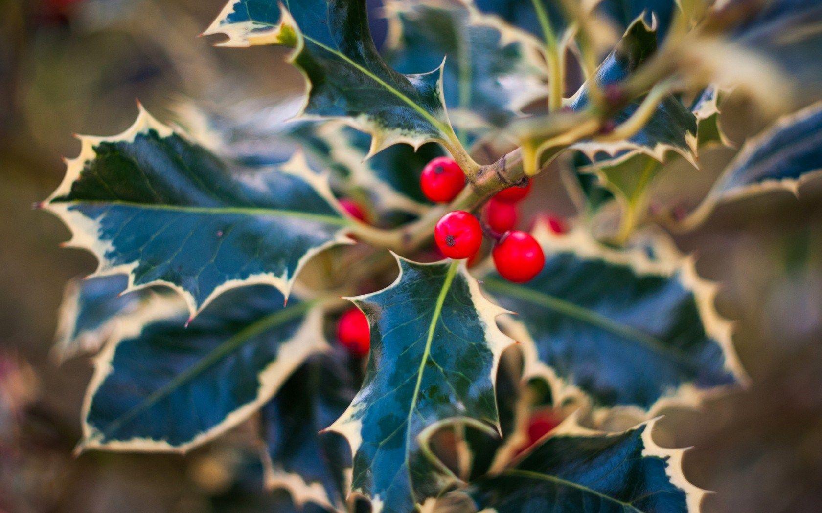 Christmas Holly Wallpapers - Top Free Christmas Holly Backgrounds ...