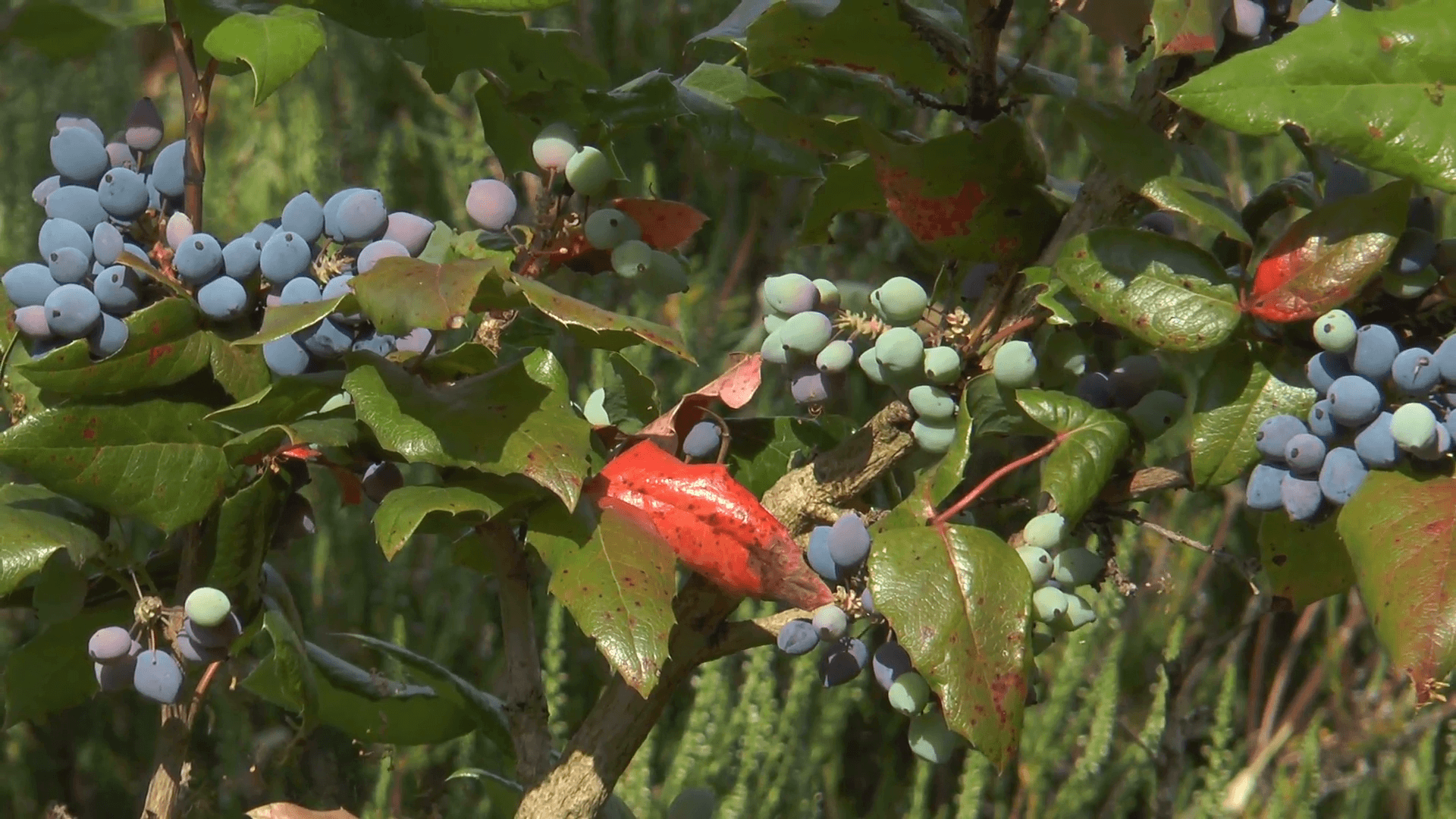 1920x1080 christmas holly (ilex aquifolium) closeup Stock Video Footage