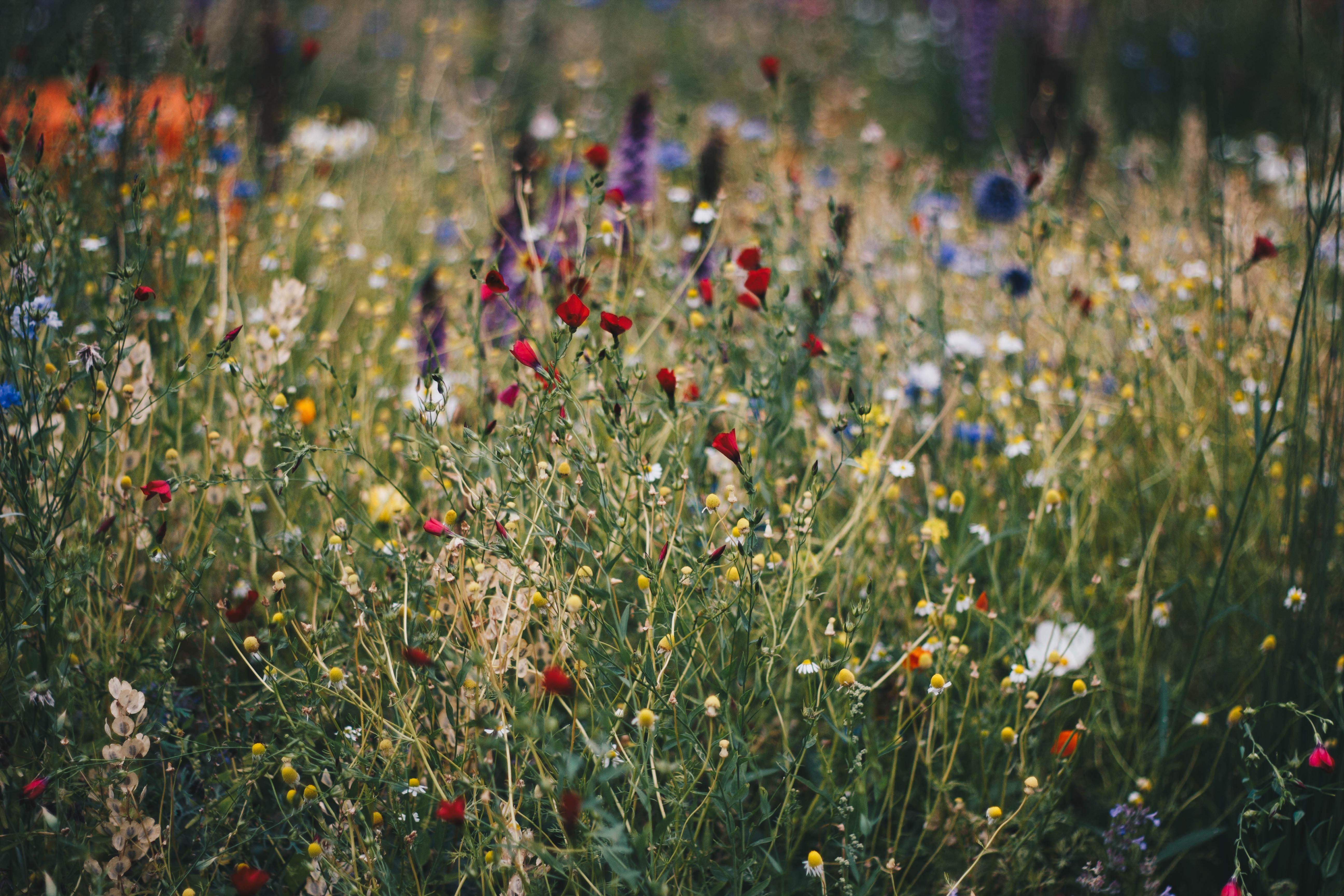 5184x3456 Wild Flowers Photo, Download Free Wild Flowers & HD Image