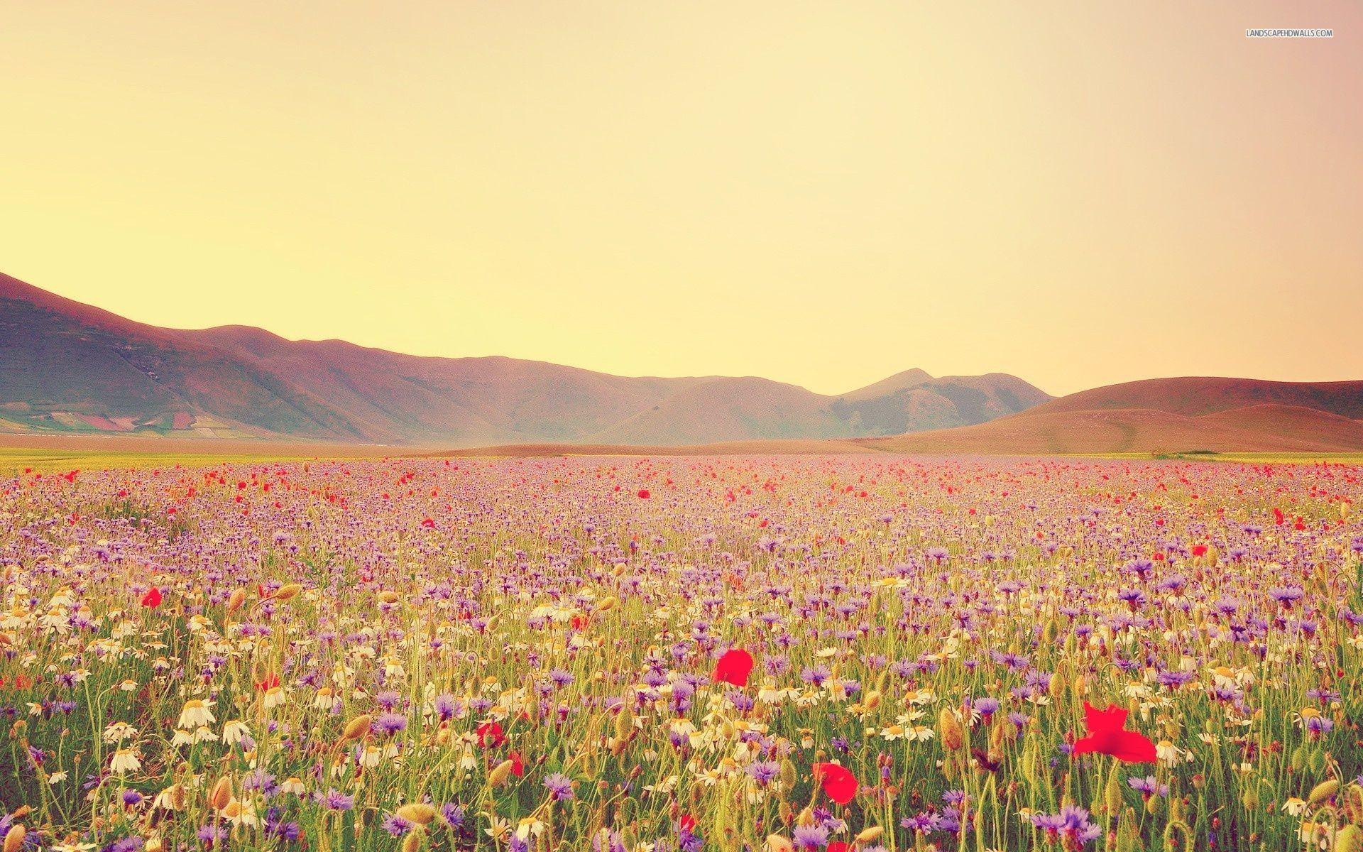 1920x1200 Wildflower Wallpaper Desktop
