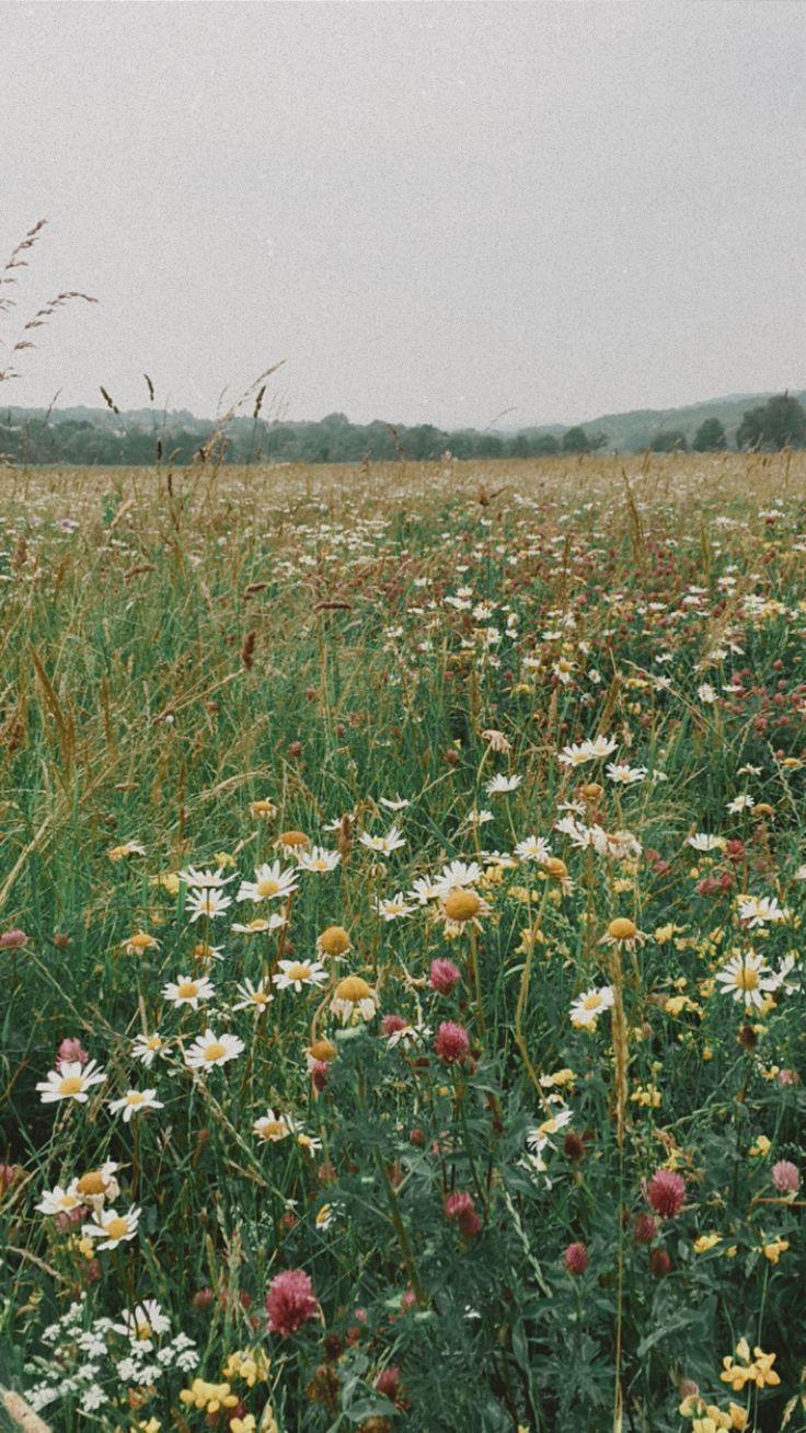 736x1309 Wildflowers. Nature aesthetic, Field wallpaper, Wild flowers