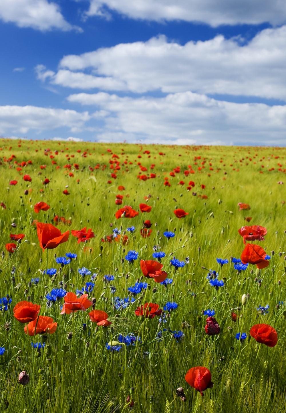 1000x1442 Wildflower Meadow Picture. Download Free Image