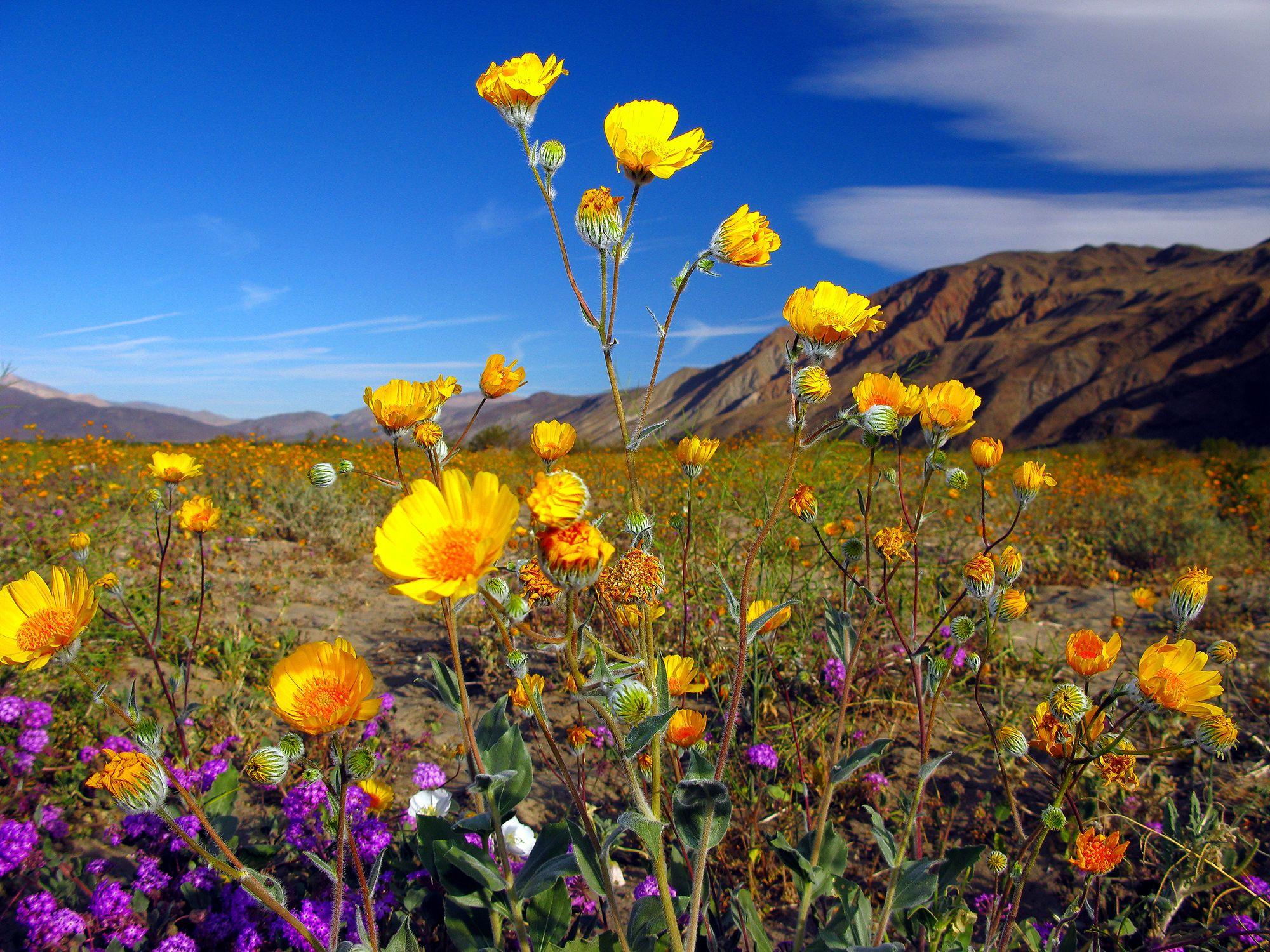 Field Of Wildflowers Wallpapers Top Free Field Of Wildflowers