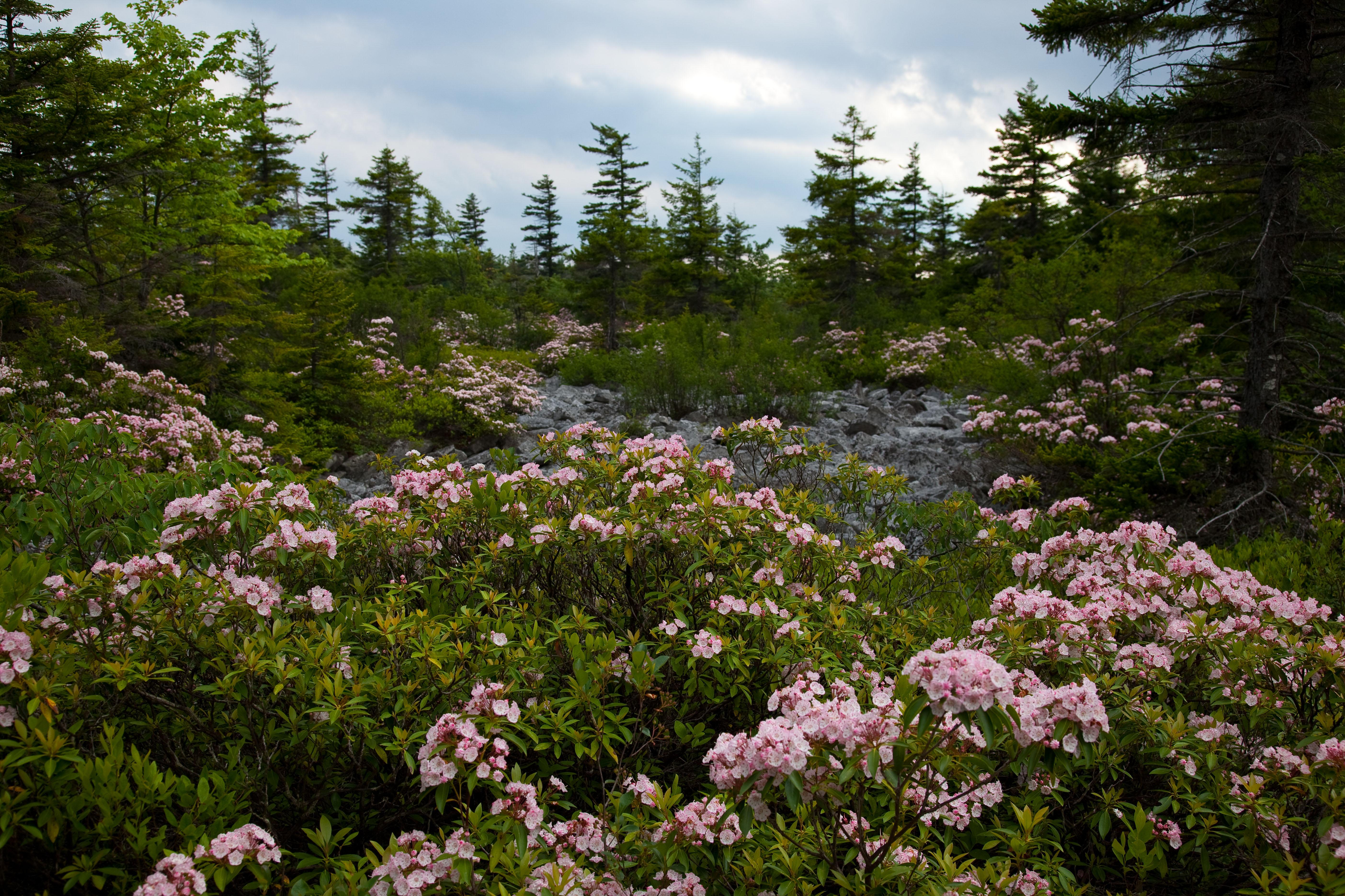 5616x3744 Wv Mountain Field Wildflowers