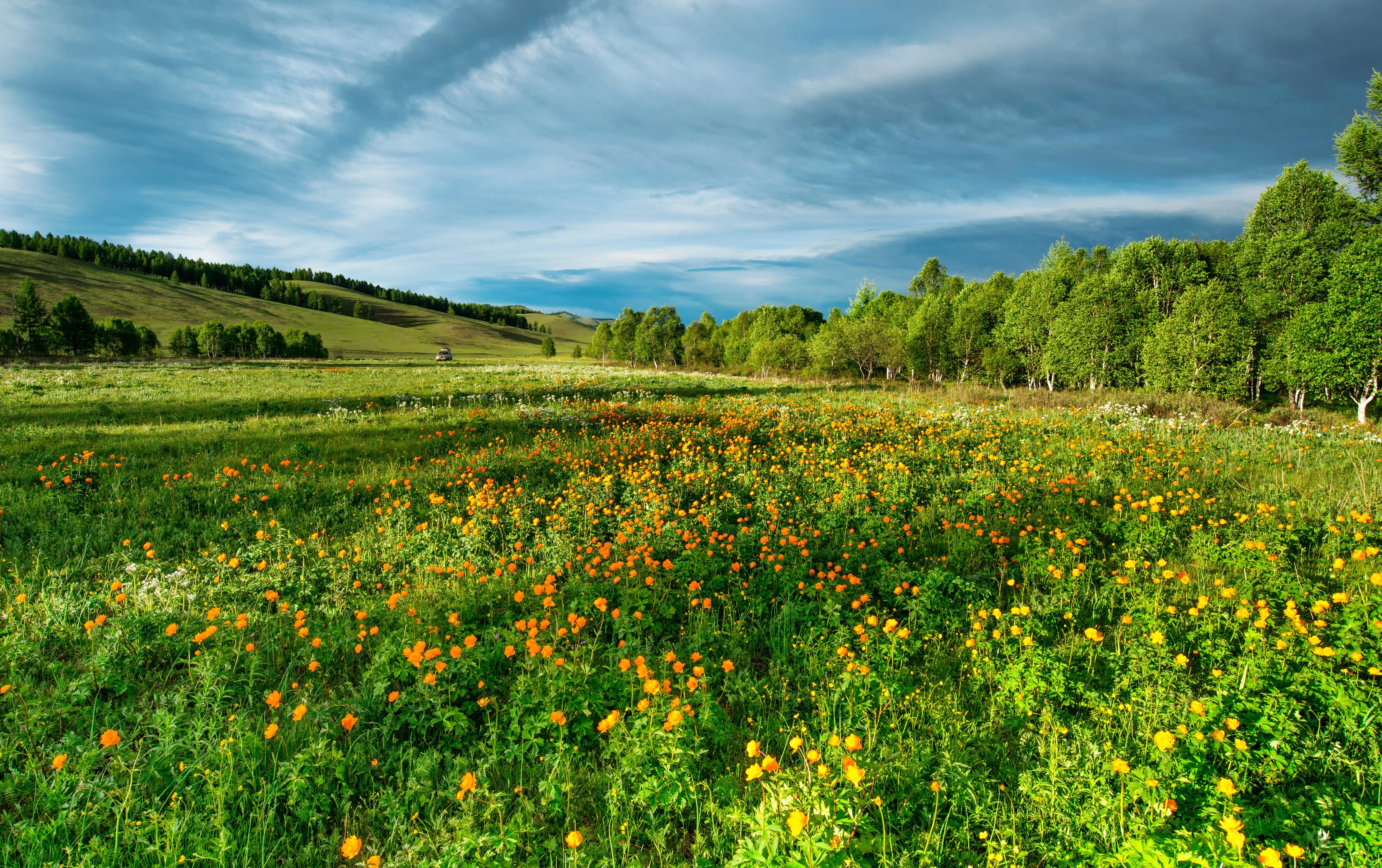 6856x4306 Wild Flowers Photo, Download Free Wild Flowers & HD Image