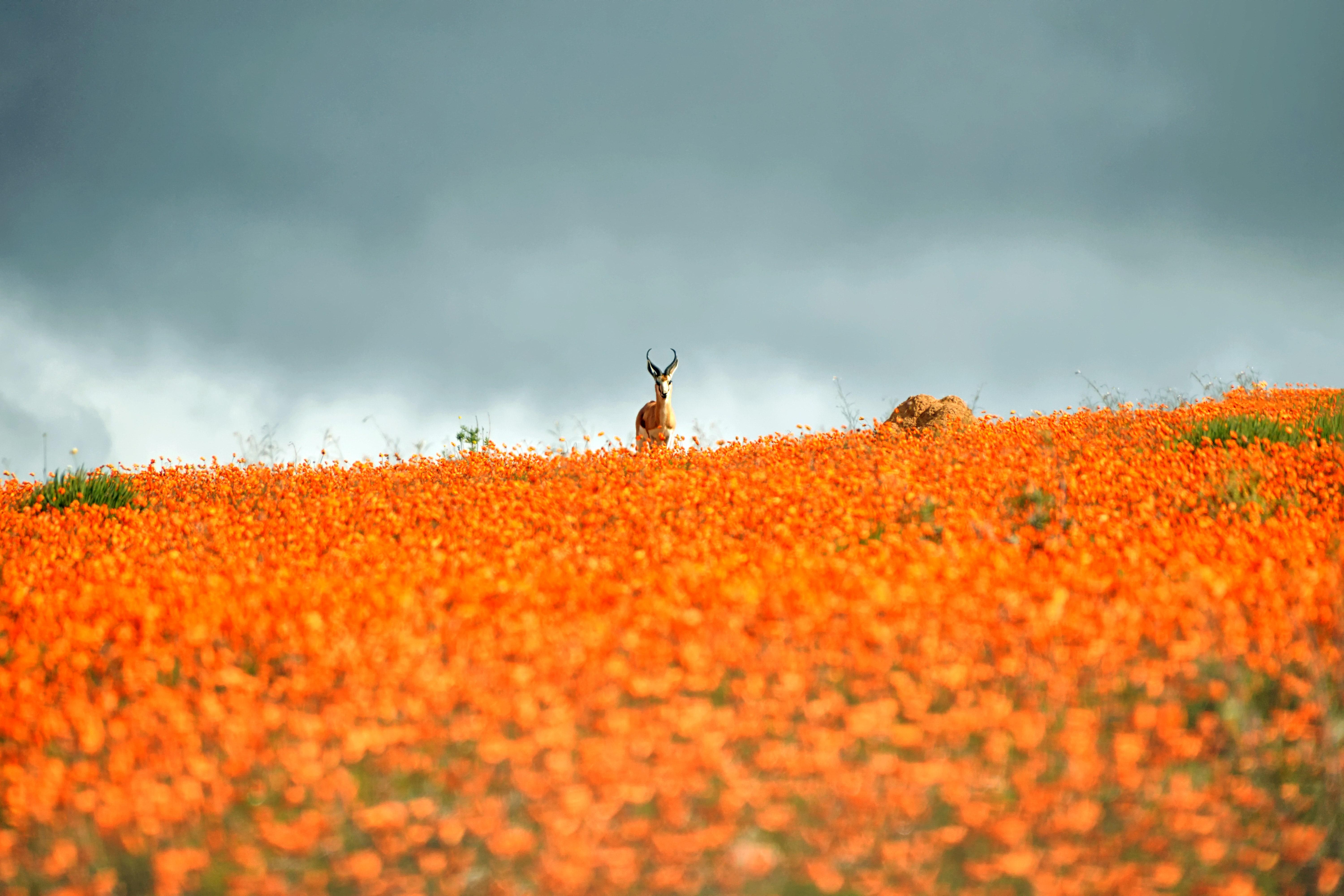 6000x4000 Spring Flower Picture from Around the World. Condé Nast Traveler