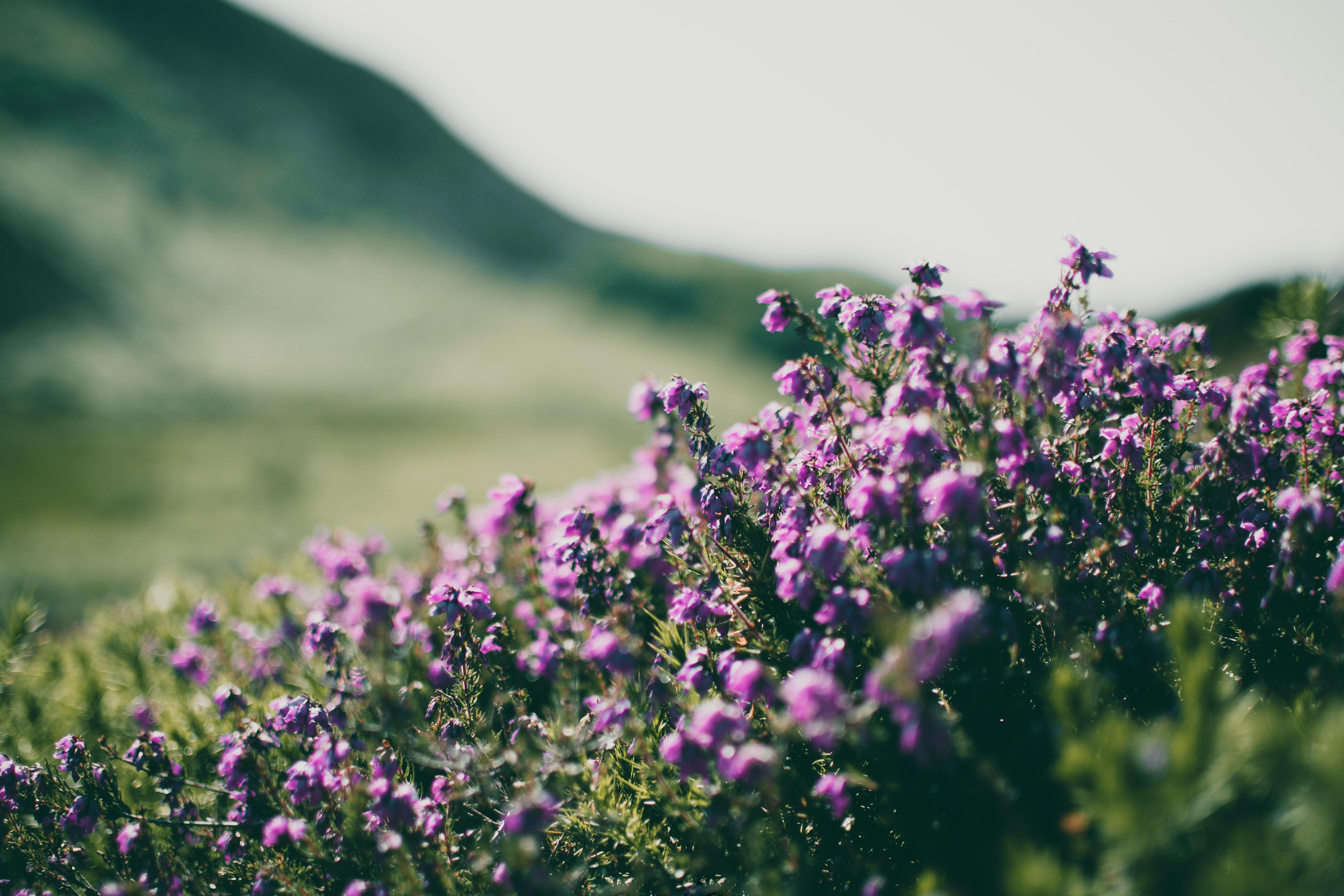 6000x4000 Wild Flowers Photo, Download Free Wild Flowers & HD Image