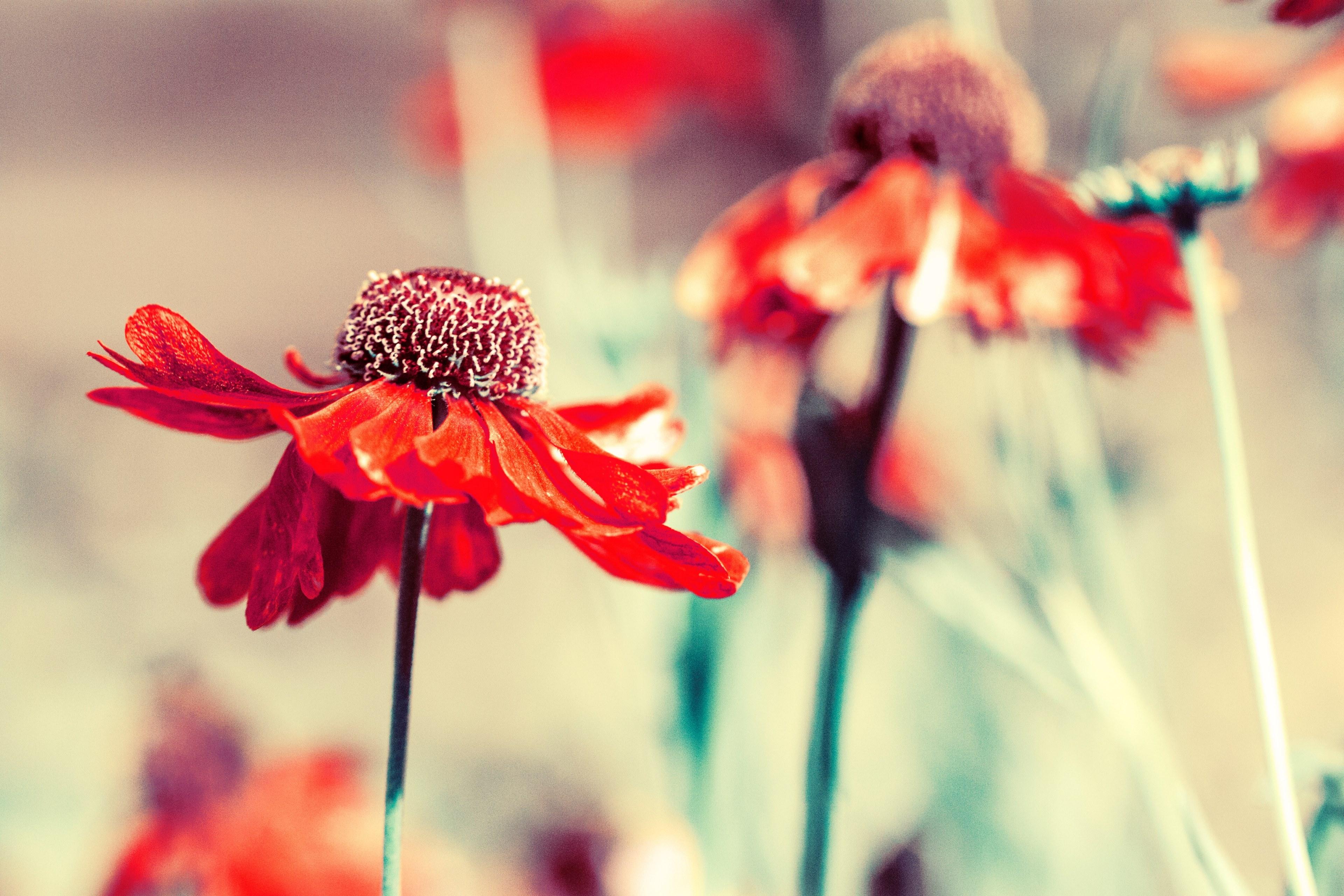 3840x2560 Wallpaper / red wildflowers wilt in a field, wilting wildflowers 4k wallpaper free download