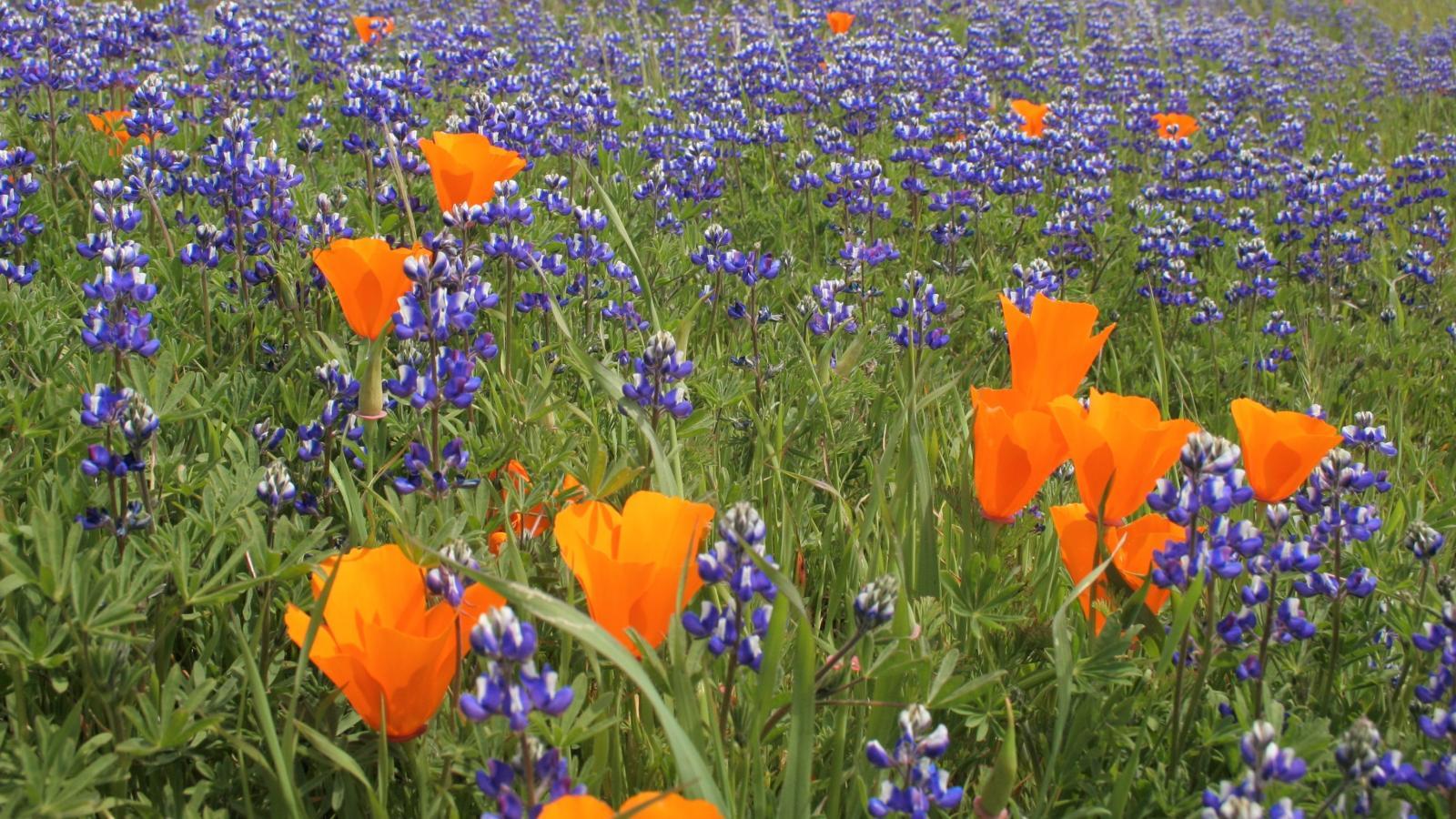 1600x900 Wildflowers. Midpeninsula Regional Open Space District