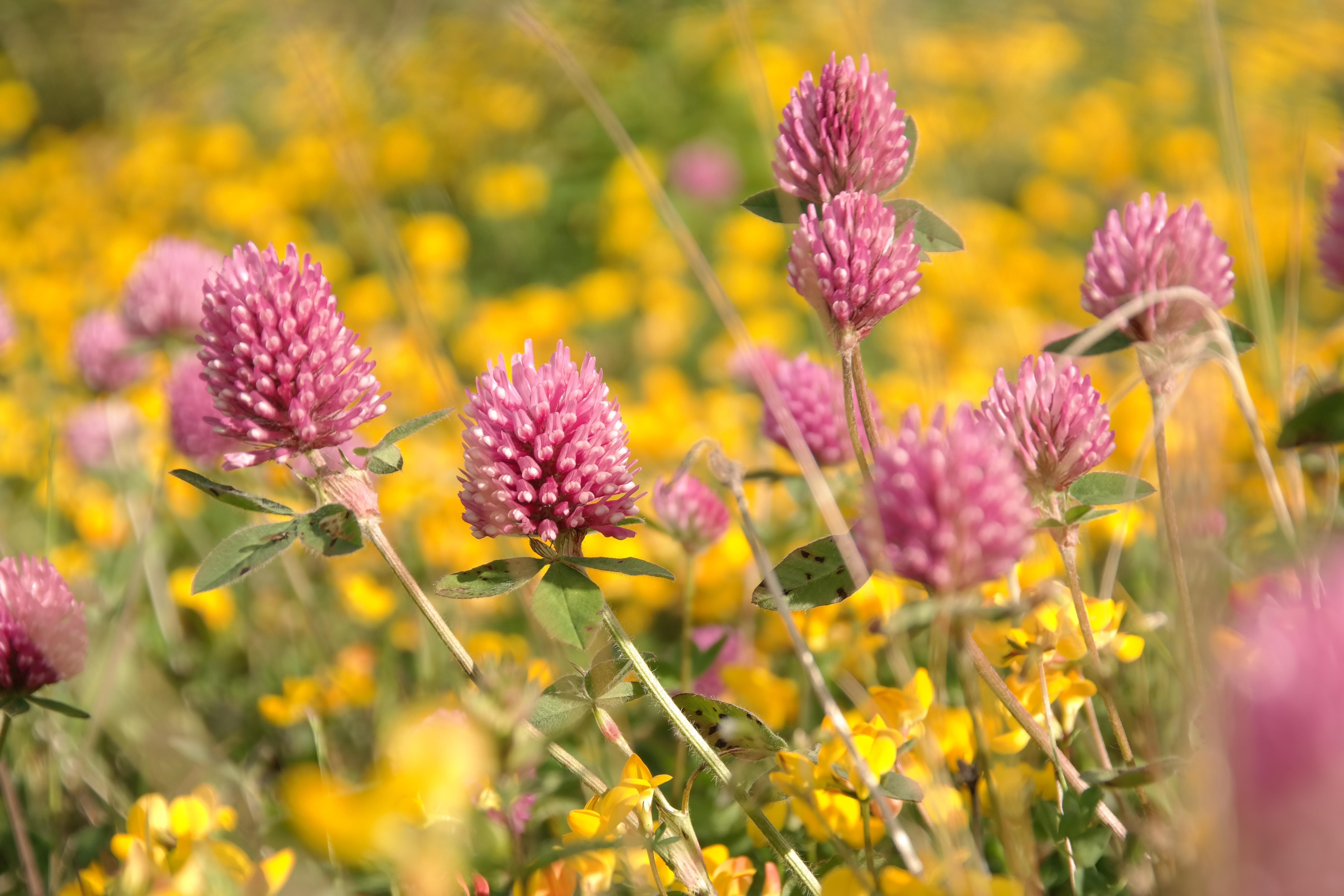 5472x3648 Wildflower HD Wallpaper and Background