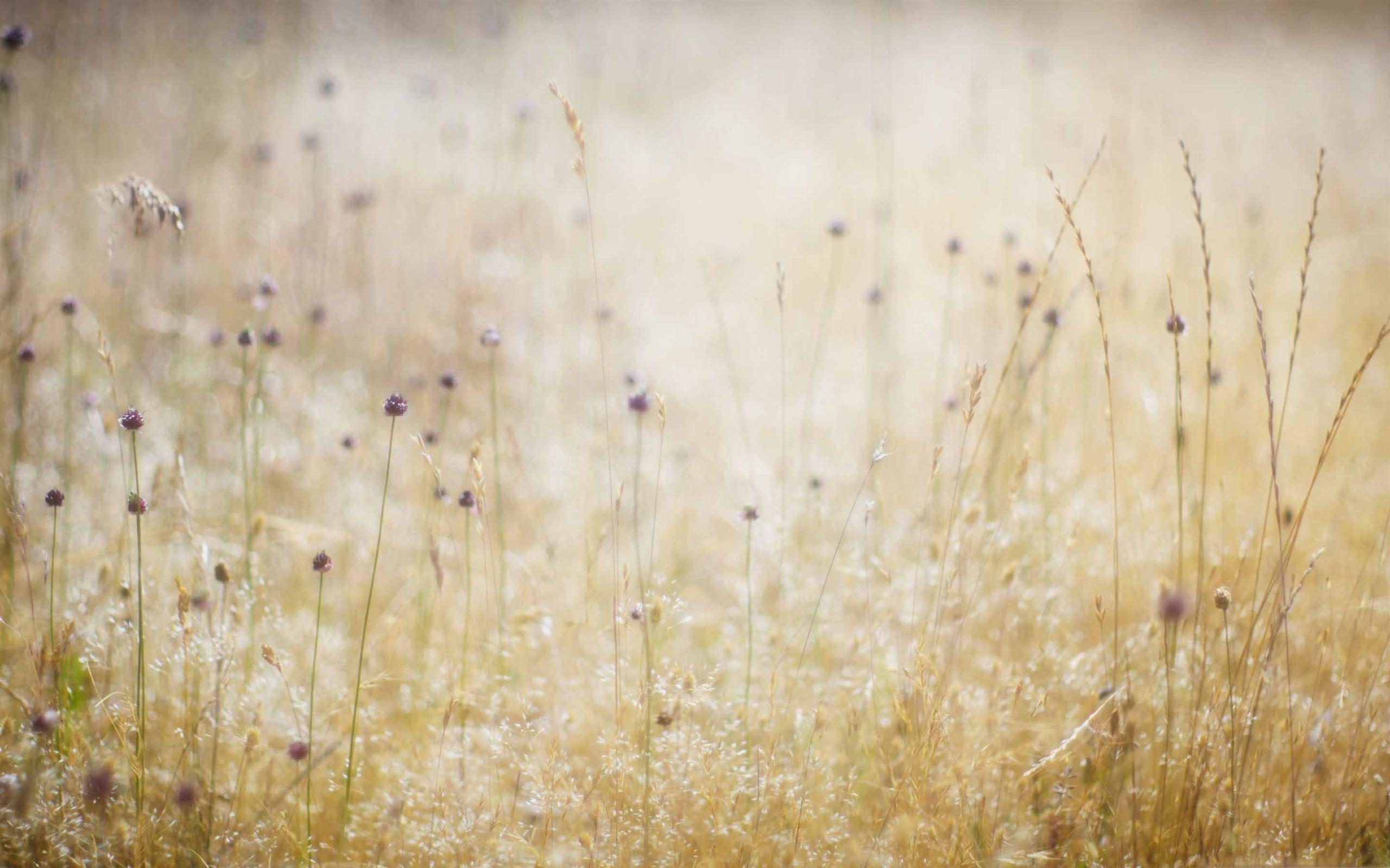 2560x1600 Field Od Wildflowers MacBook Air Wallpaper Download