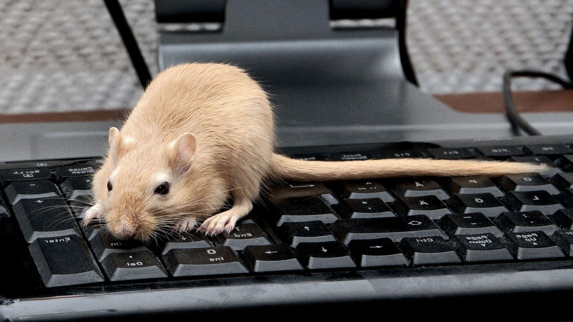 1920x1080 Gerbil Wallpaper