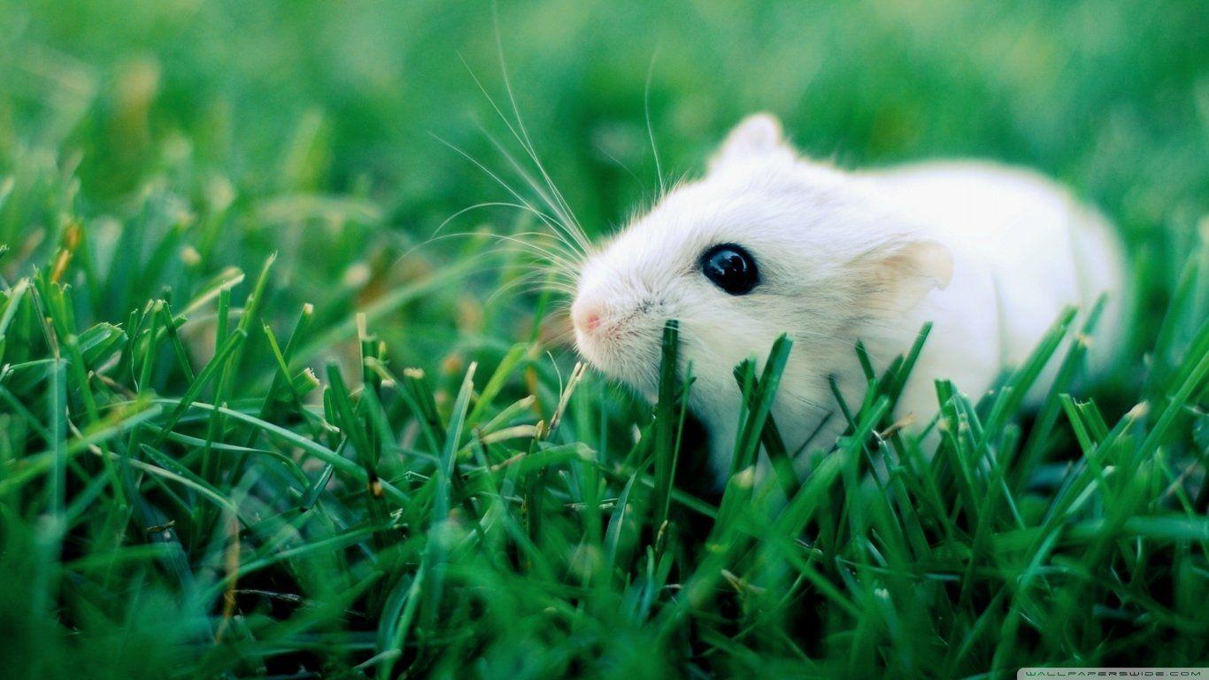 1366x768 Gerbil Wallpaper