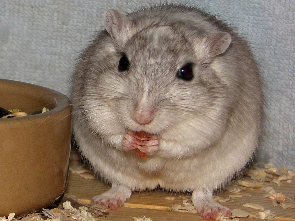 1024x768 Free Gerbil Wallpaper download