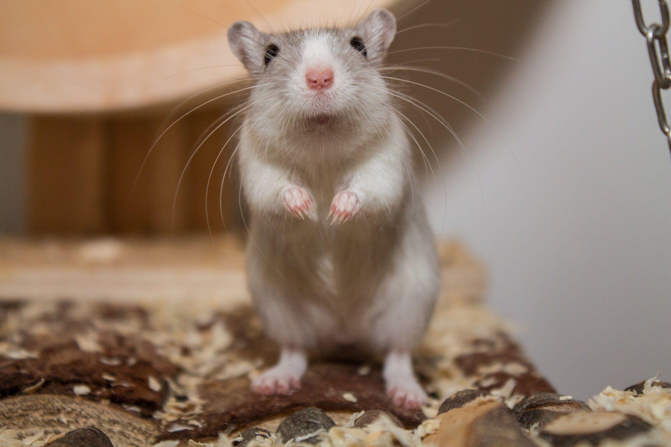 2304x1536 Tips on Choosing Gerbil Toys