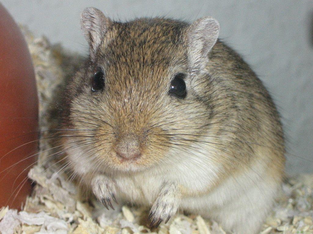1024x768 Gerbil Wallpaper