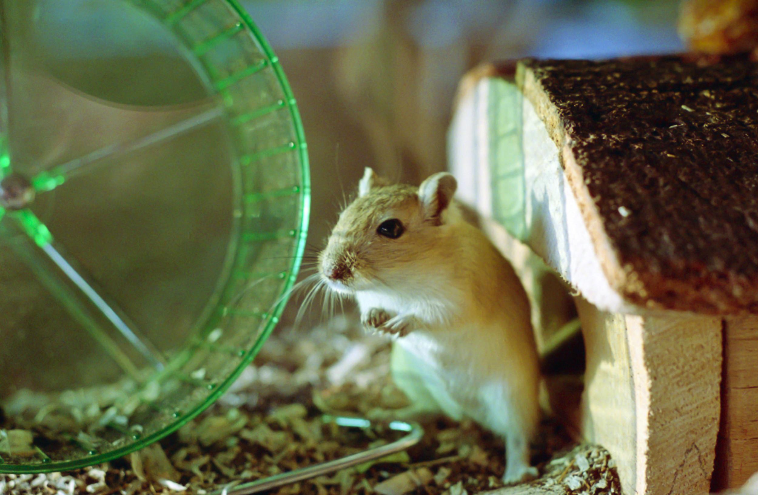2500x1632 This Couple Made Fine Art For Their Gerbil, How's Your Quarantine Going?