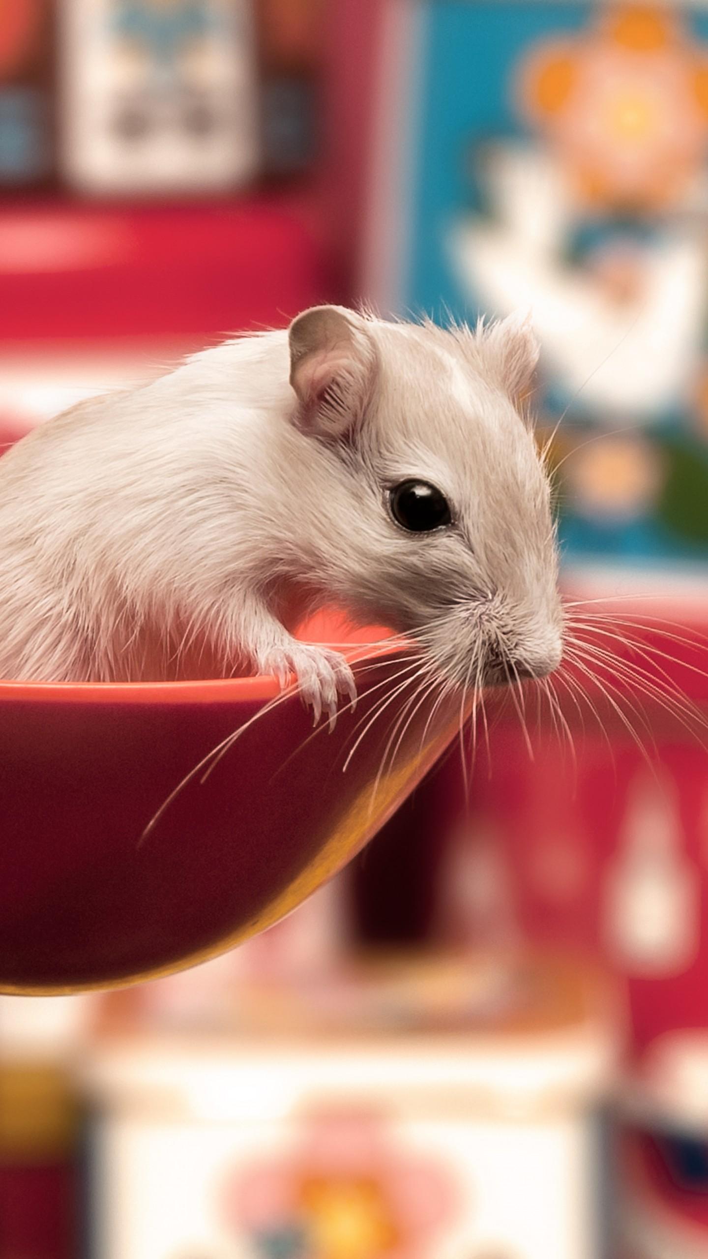 Gerbil Wallpapers - Top Free Gerbil Backgrounds - WallpaperAccess