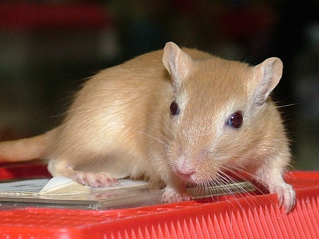 Gerbil Wallpapers - Top Free Gerbil Backgrounds - WallpaperAccess