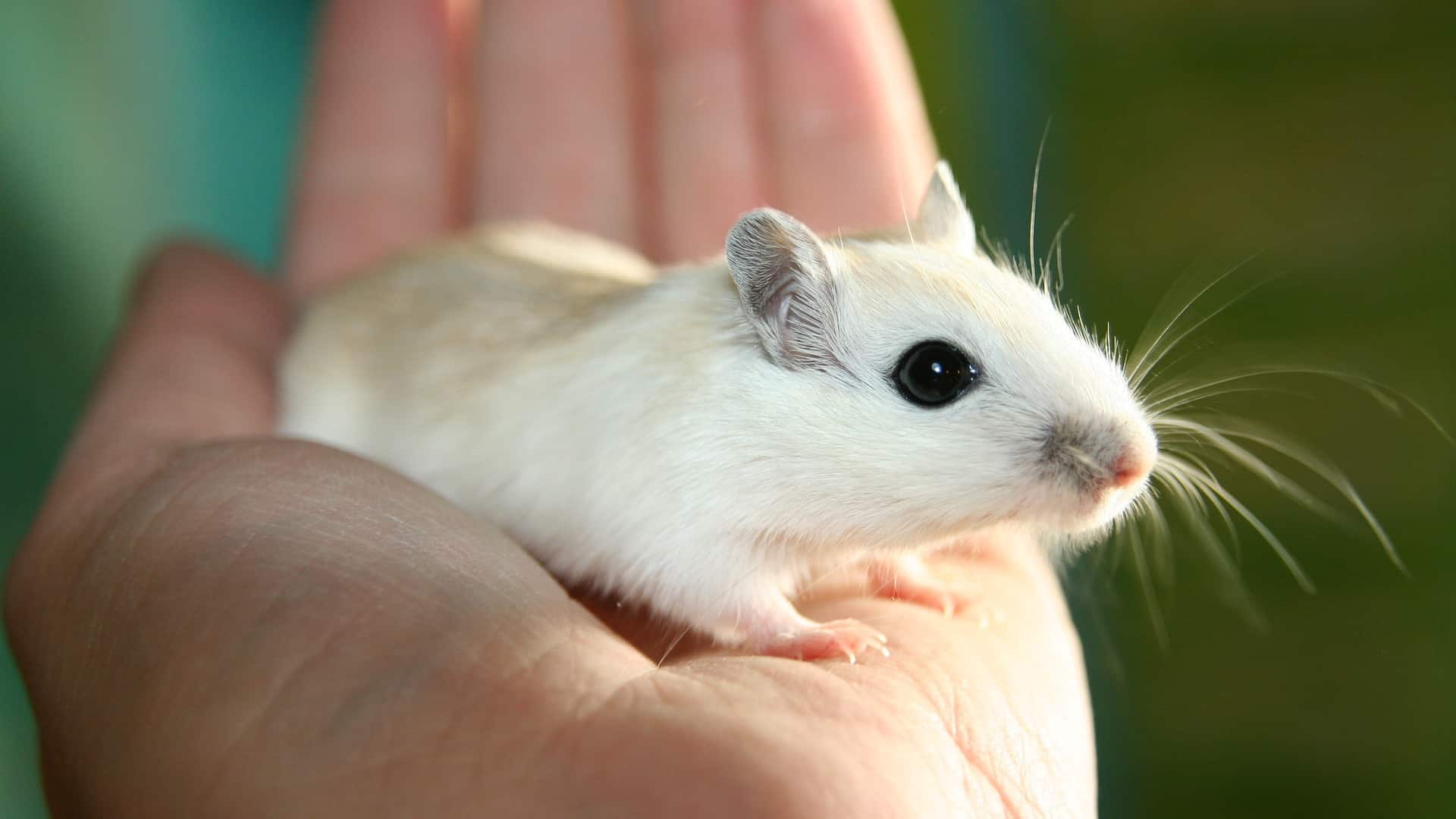 1920x1080 Pets4Company. Gerbils: What is the scent or marking gland?