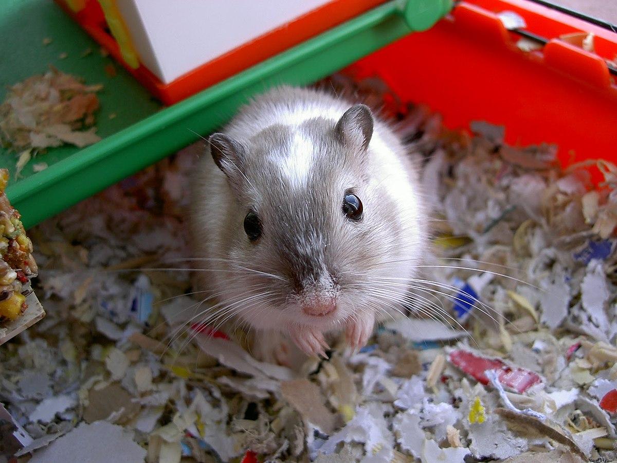 Gerbil Wallpapers - Top Free Gerbil Backgrounds - WallpaperAccess