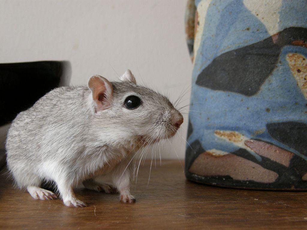 1024x768 Grey gerbil. Cute animals, Gerbil, Animals