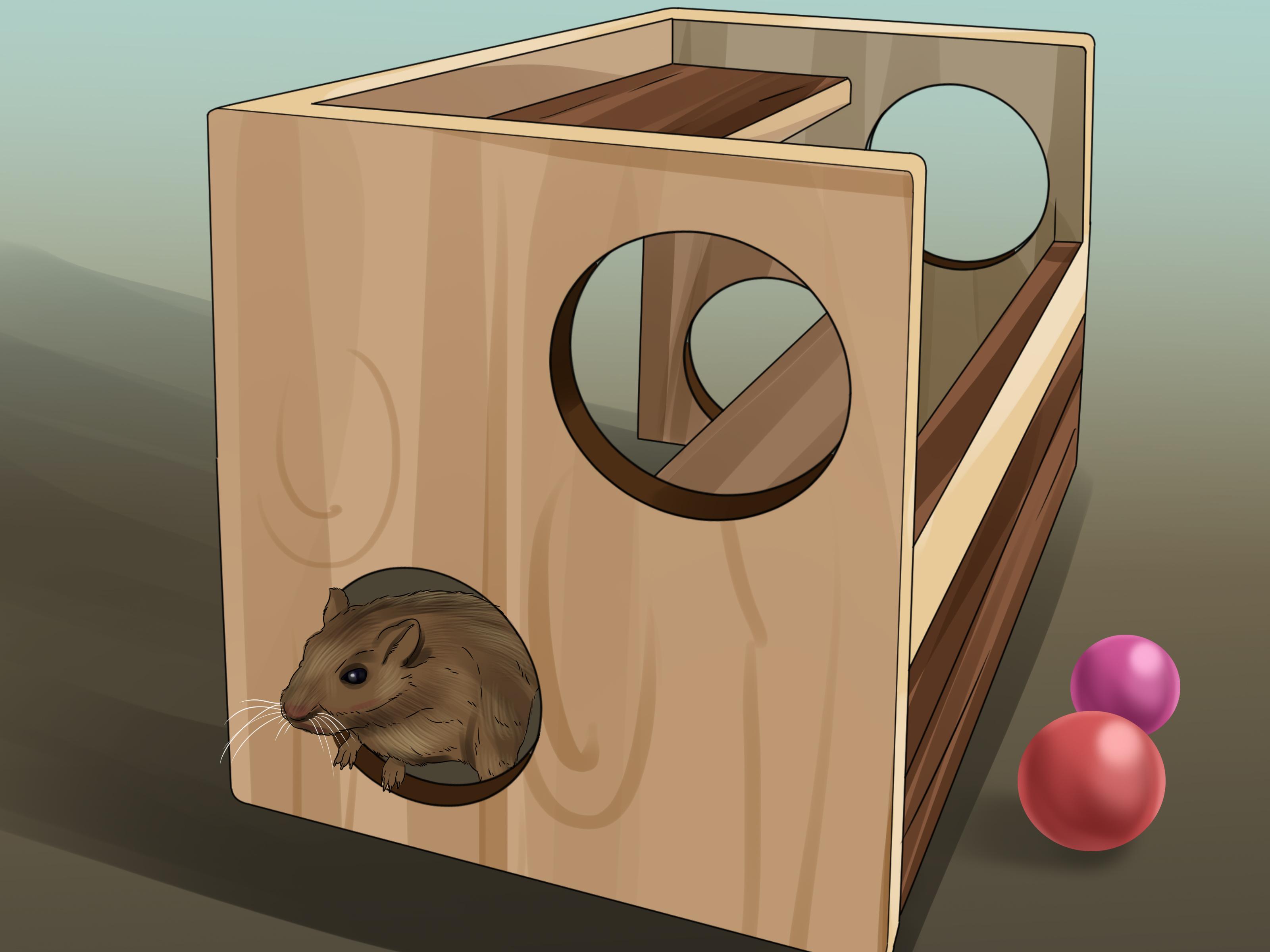 3200x2400 How to Catch a Gerbil on the Loose (with Picture)