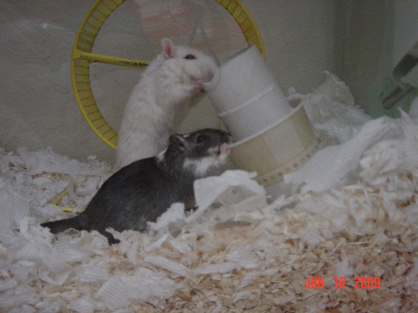 1365x1024 Homemade Gerbil Toy : 4 Steps