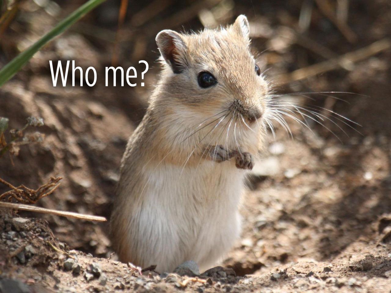 1280x960 Skunk Bear Asian gerbils the wild relatives of our classroom